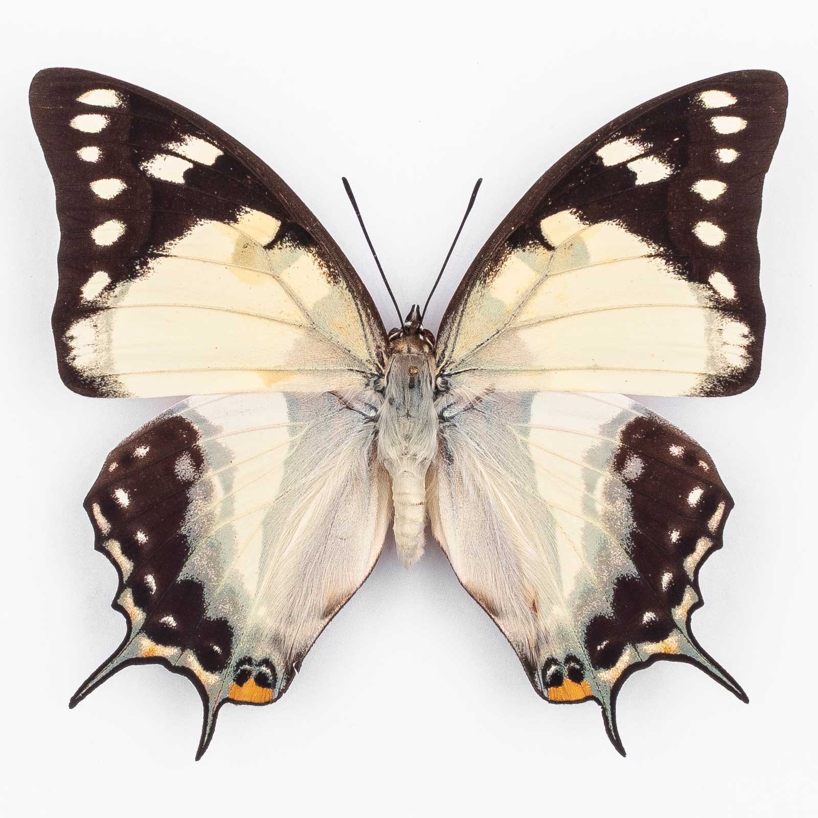 Polyura S. Sempronius ♀ Brisbane – Weibchen