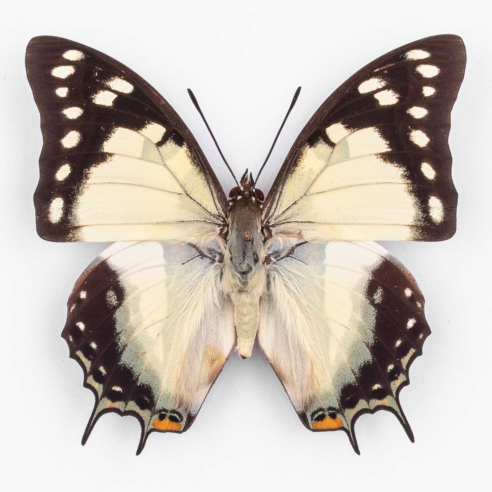 Polyura S. Sempronius ♂ Brisbane – Männchen