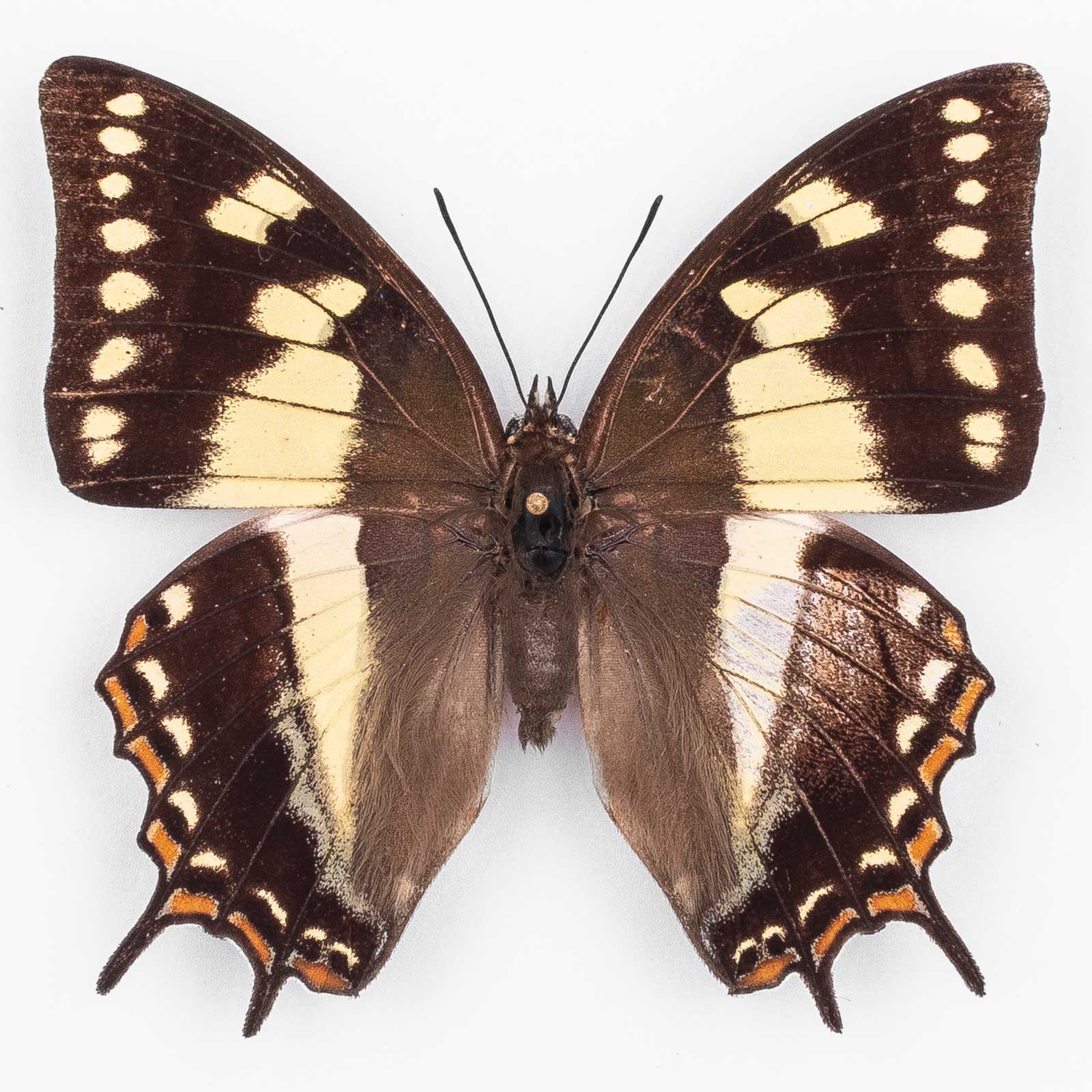 Polyura Sacco ♀ Tanna Island – Weibchen