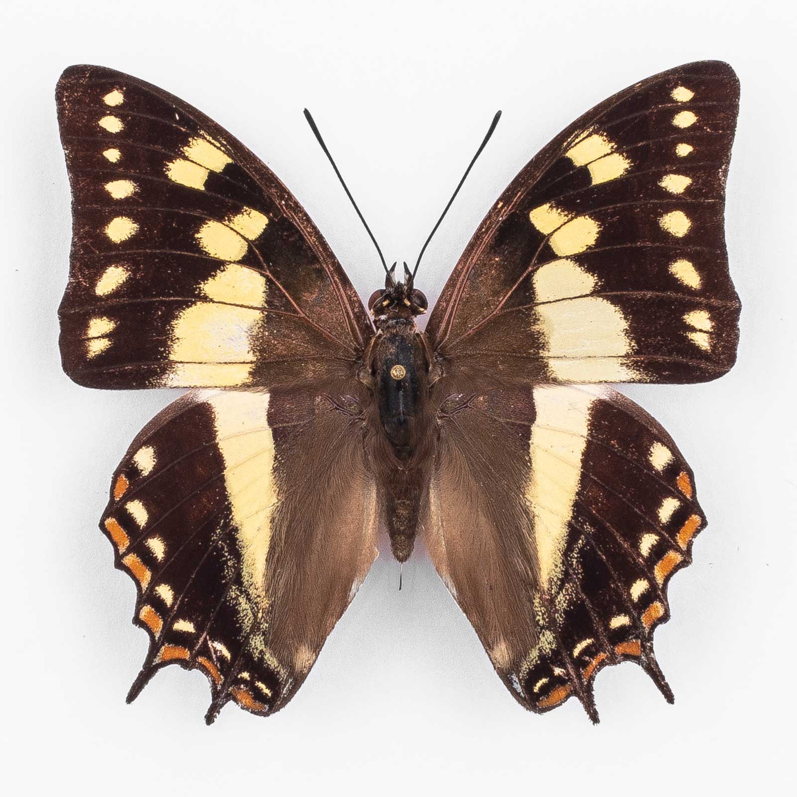 Polyura Sacco ♂ Tanna Island – Männchen