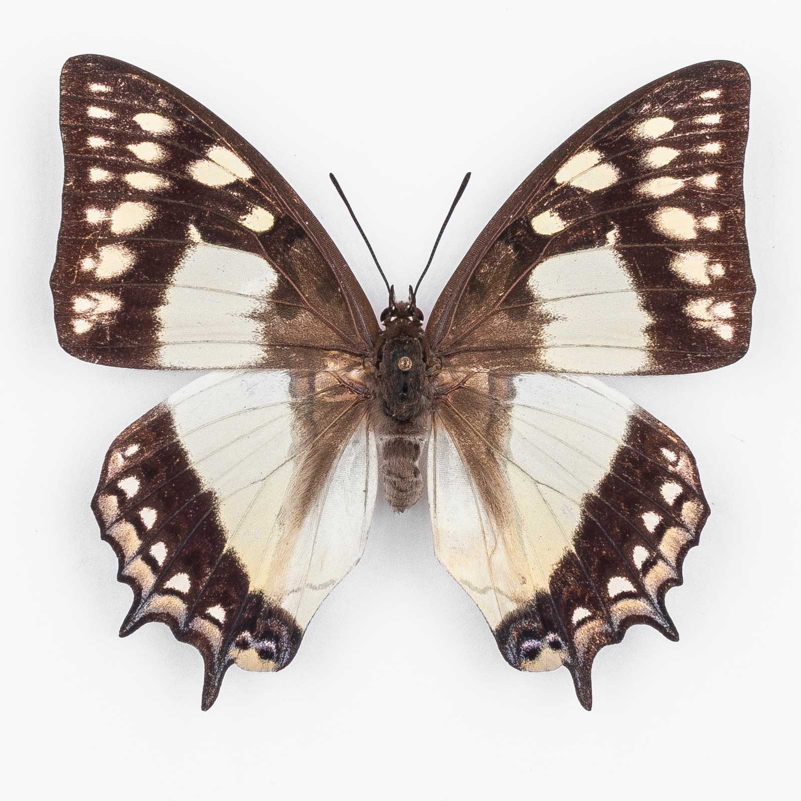 Polyura Weismanni ♀ Higashie – Weibchen