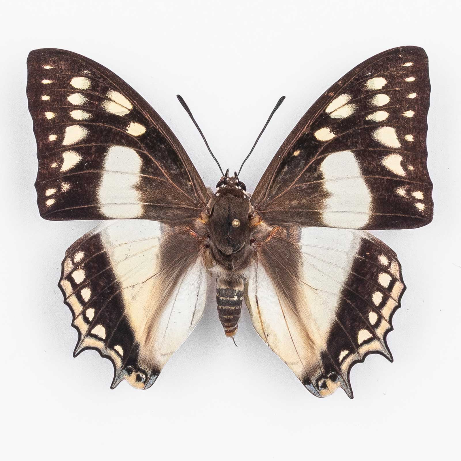 Polyura Weismanni ♂ – Männchen