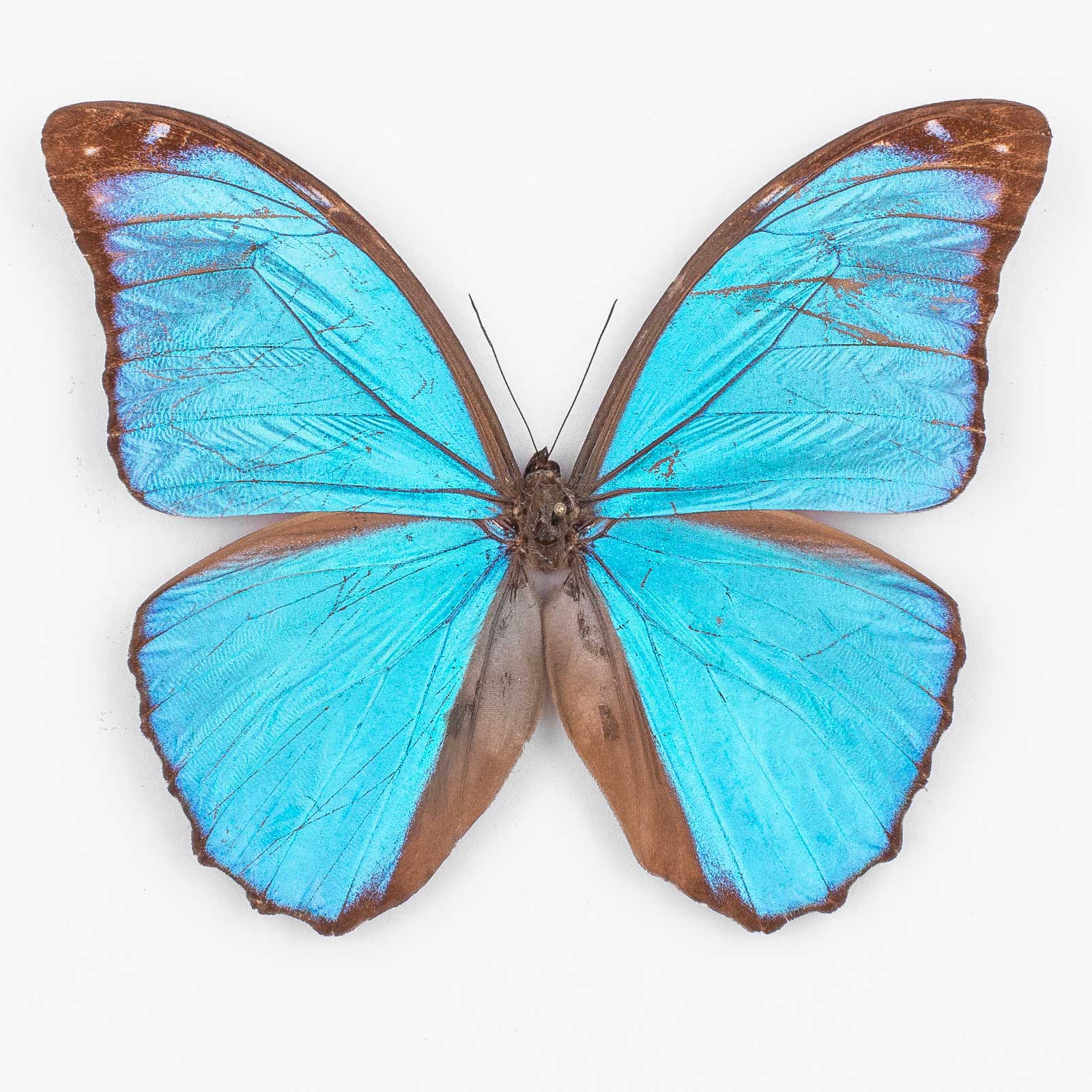 Morpho Menelaus Orinocensis – Paratype ♂ Venezuela – Male