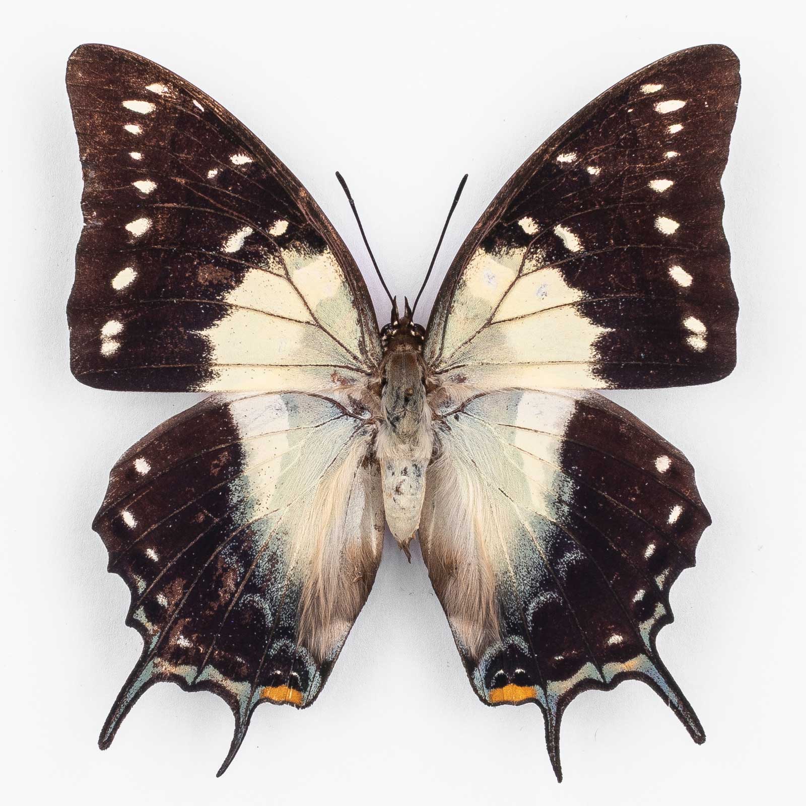 Polyura Galaxia Babberica ♀ Babar Island – Weibchen