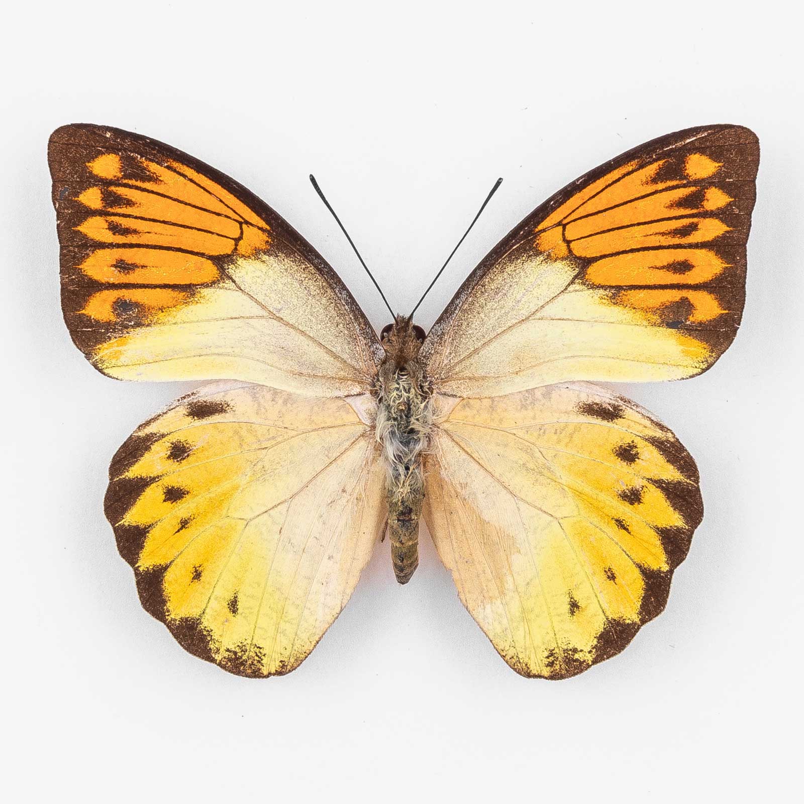 Hebomoia Glaucippe Roepstorffi ♀ Adaman Islands – Weibchen 1