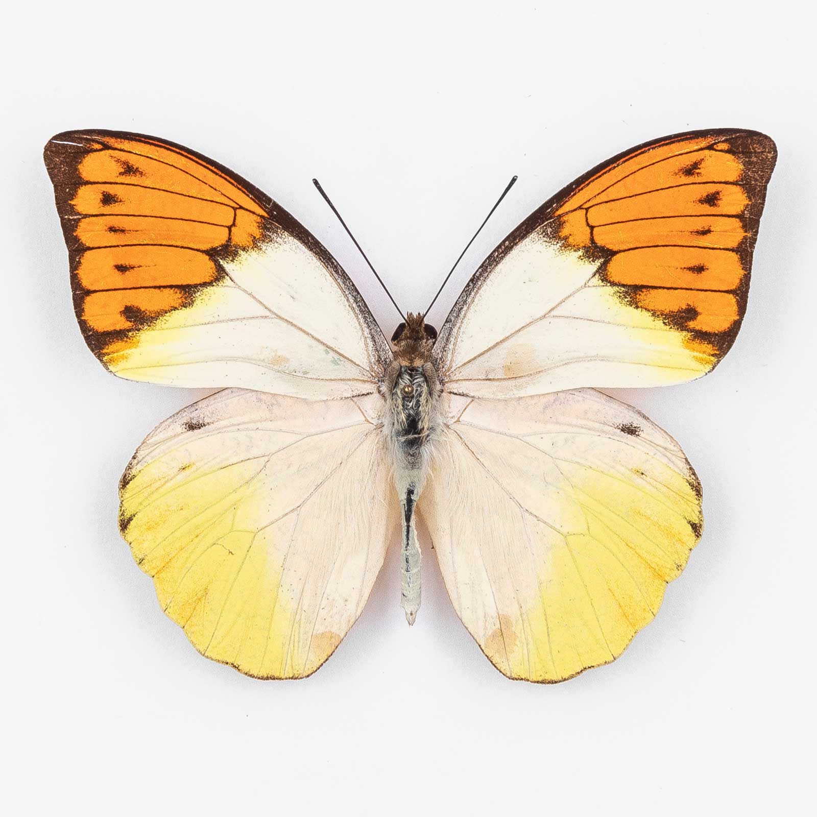 Hebomoia Glaucippe Roepstorffi ♂ Adaman Islands – Männchen 1