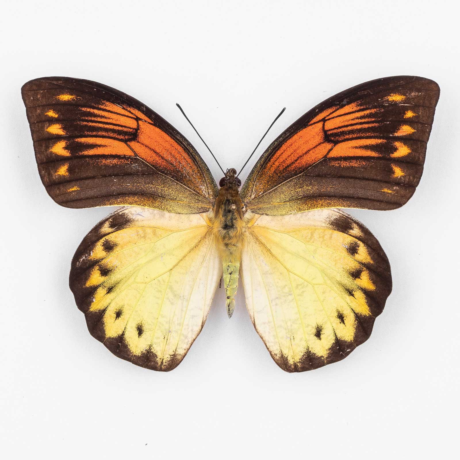 Hebomoia Leucippe Leucogynia ♀ Buru Island – Weibchen