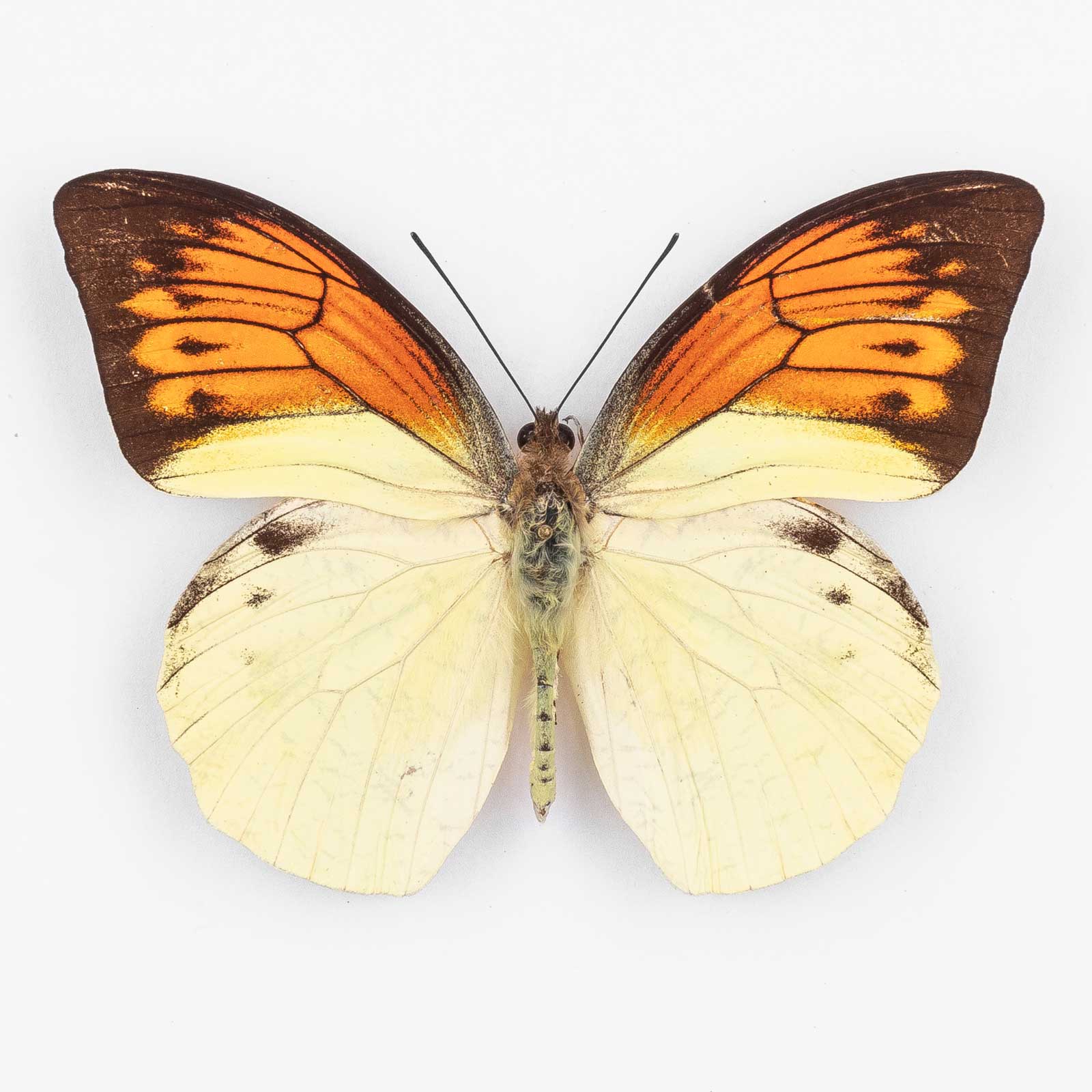 Hebomoia Leucippe Leucogynia ♂ Buru Island – Männchen