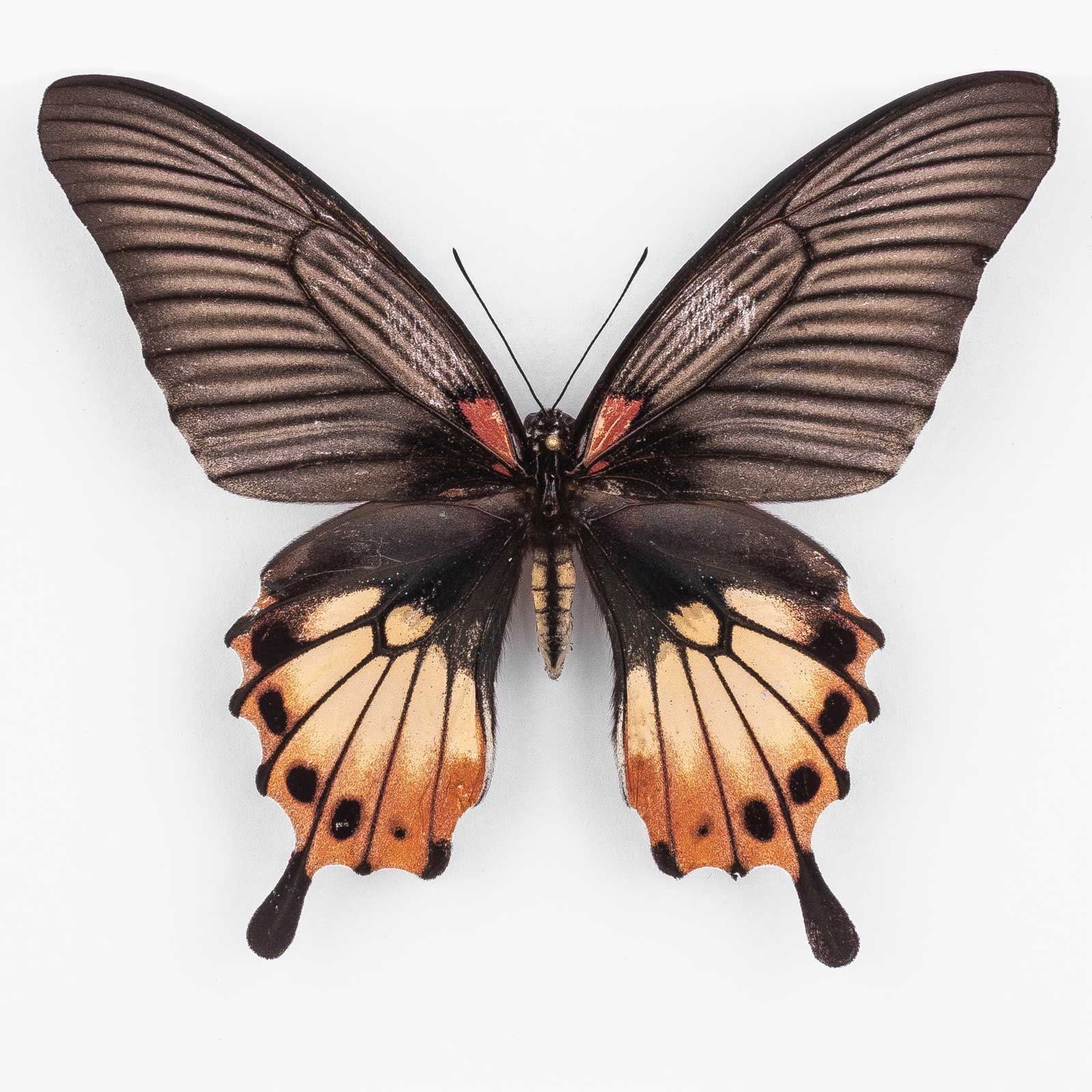 Papilio M . Memnon f. Distantianus Colored ♀ Wang Chin Prae - Weibchen