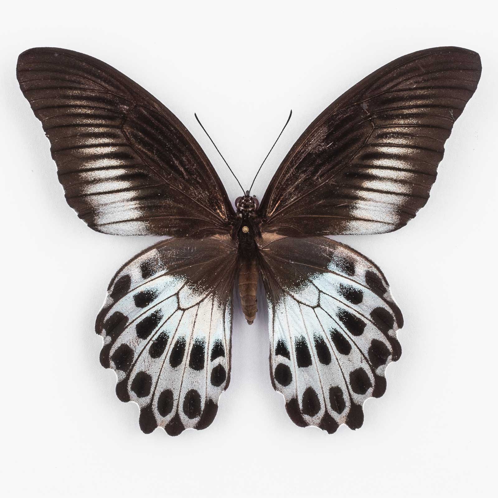 Papilio P. Polymnestor ♀ India – Weibchen