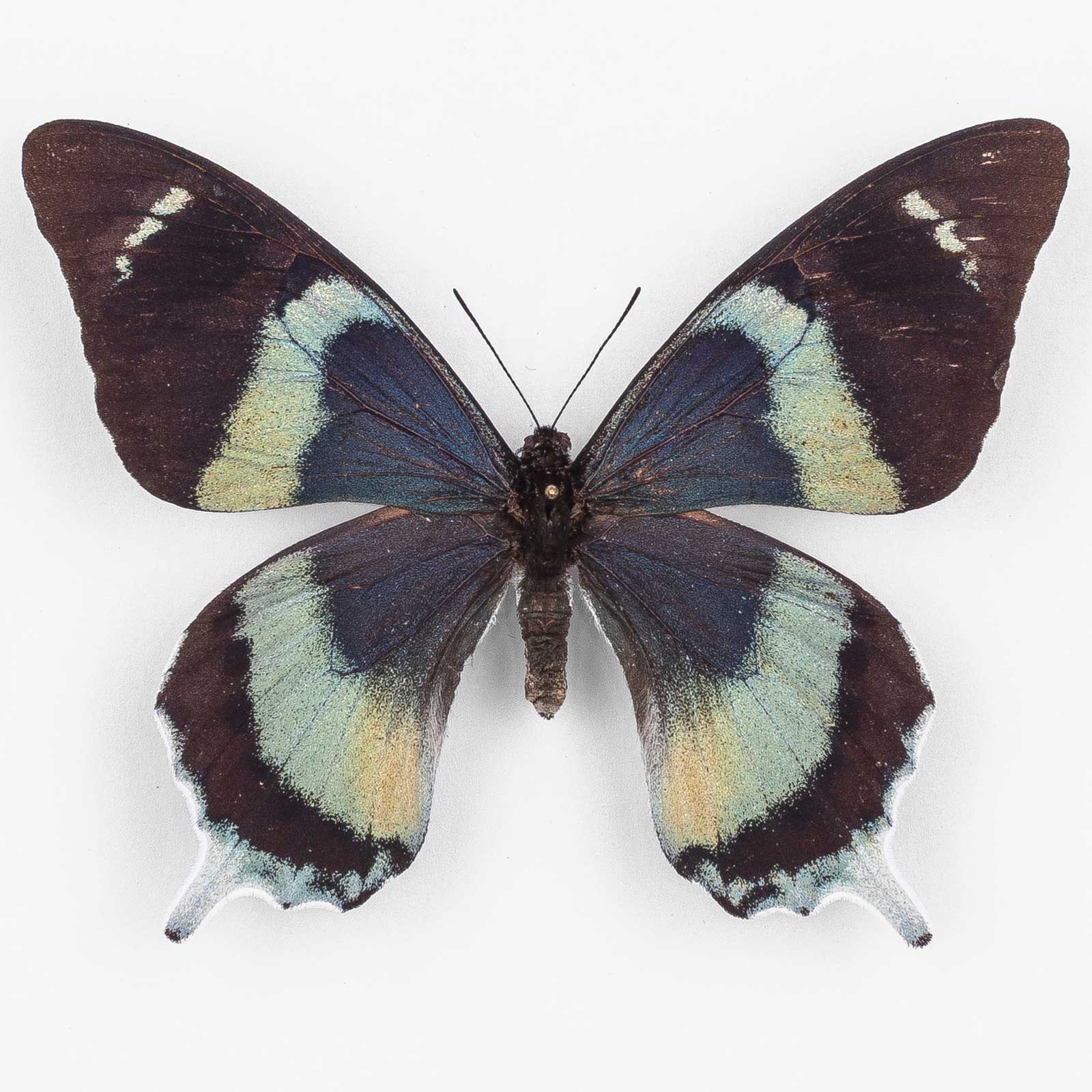 Papilio Laglazei  ♀ Garaina – Femmina