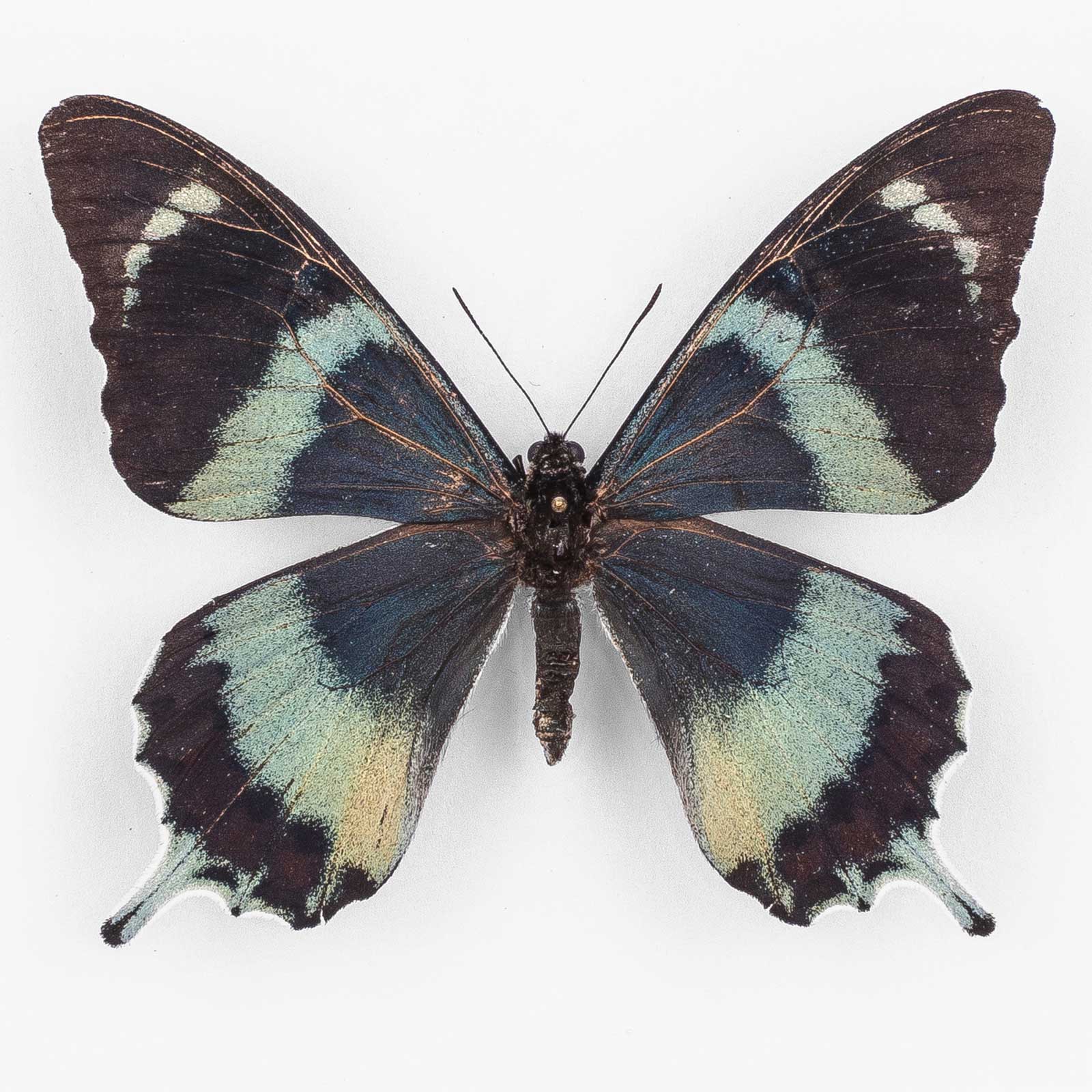 Papilio Laglazei  ♂ Garaina – Männchen