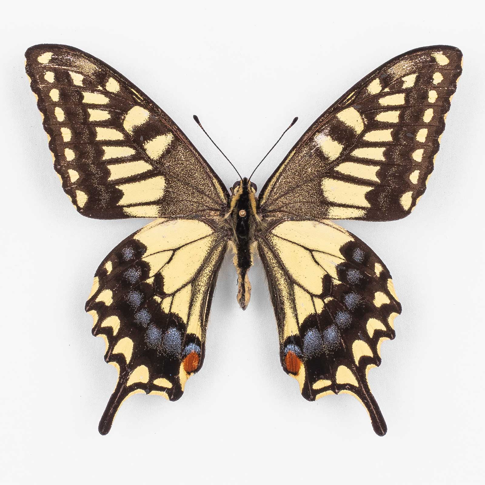 Papilio Machaon Ladakensis ♂ Tibet – Männchen