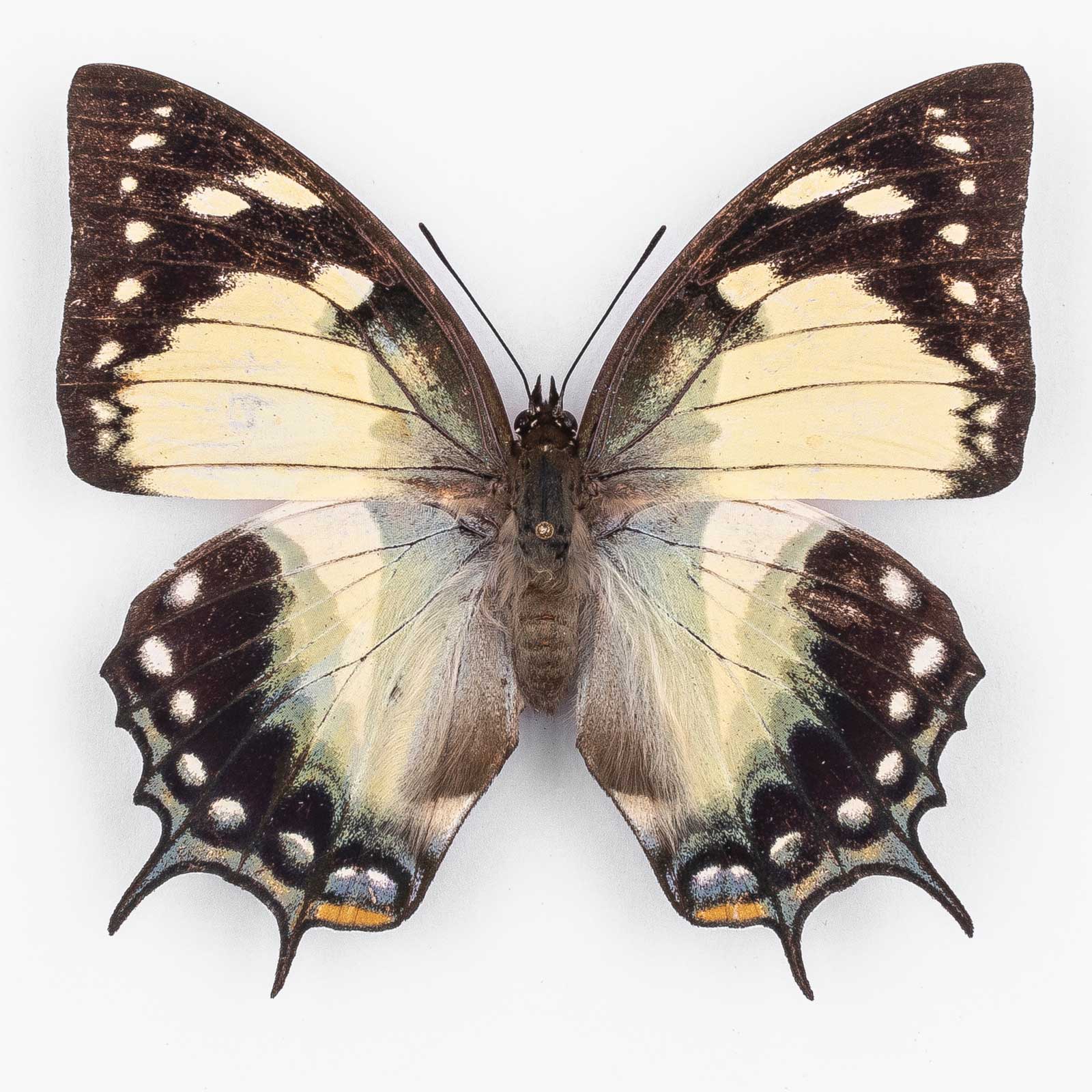 Polyura Gilolensis ♀ Bacan – Weibchen