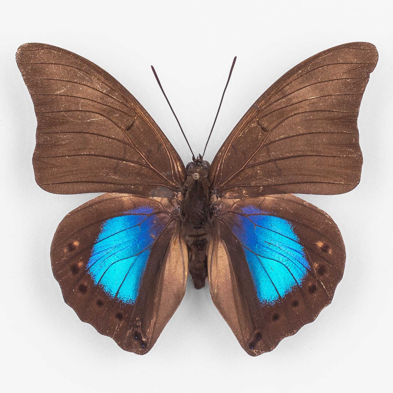 Archaeoprepona C. Chromus ♀ Para – Femmina