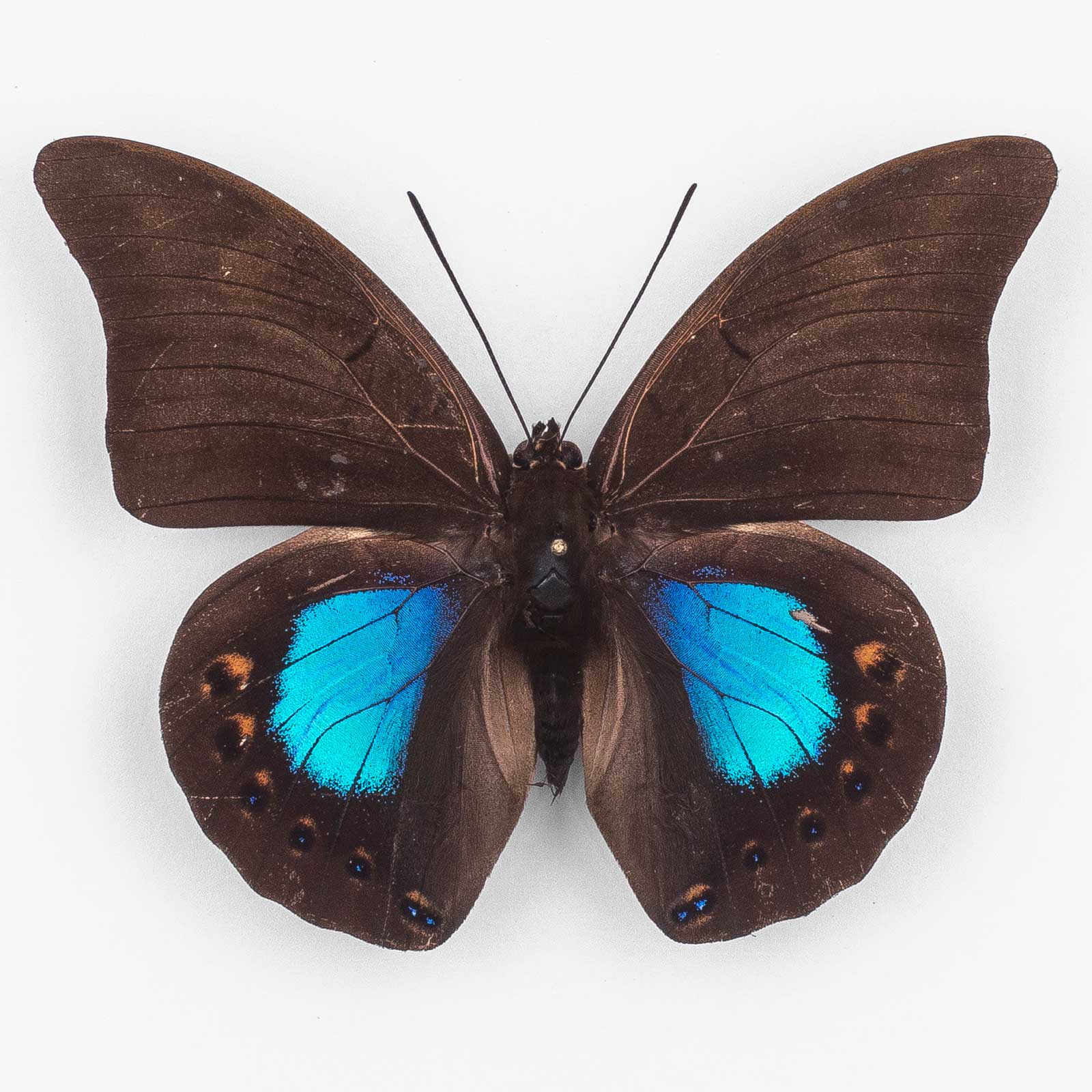 Archaeoprepona C. Chromus ♂ Soritor – Männchen