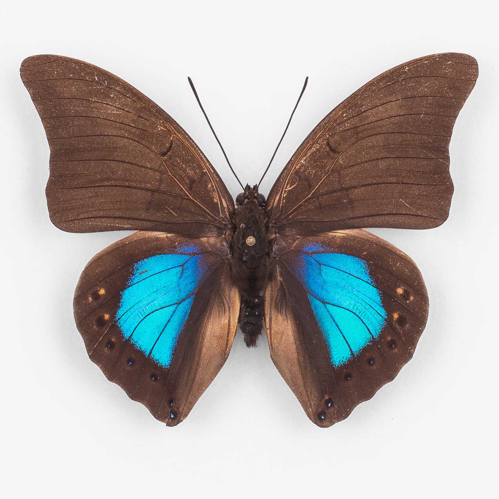 Archaeoprepona C. Chromus ♂ Tocache – Männchen
