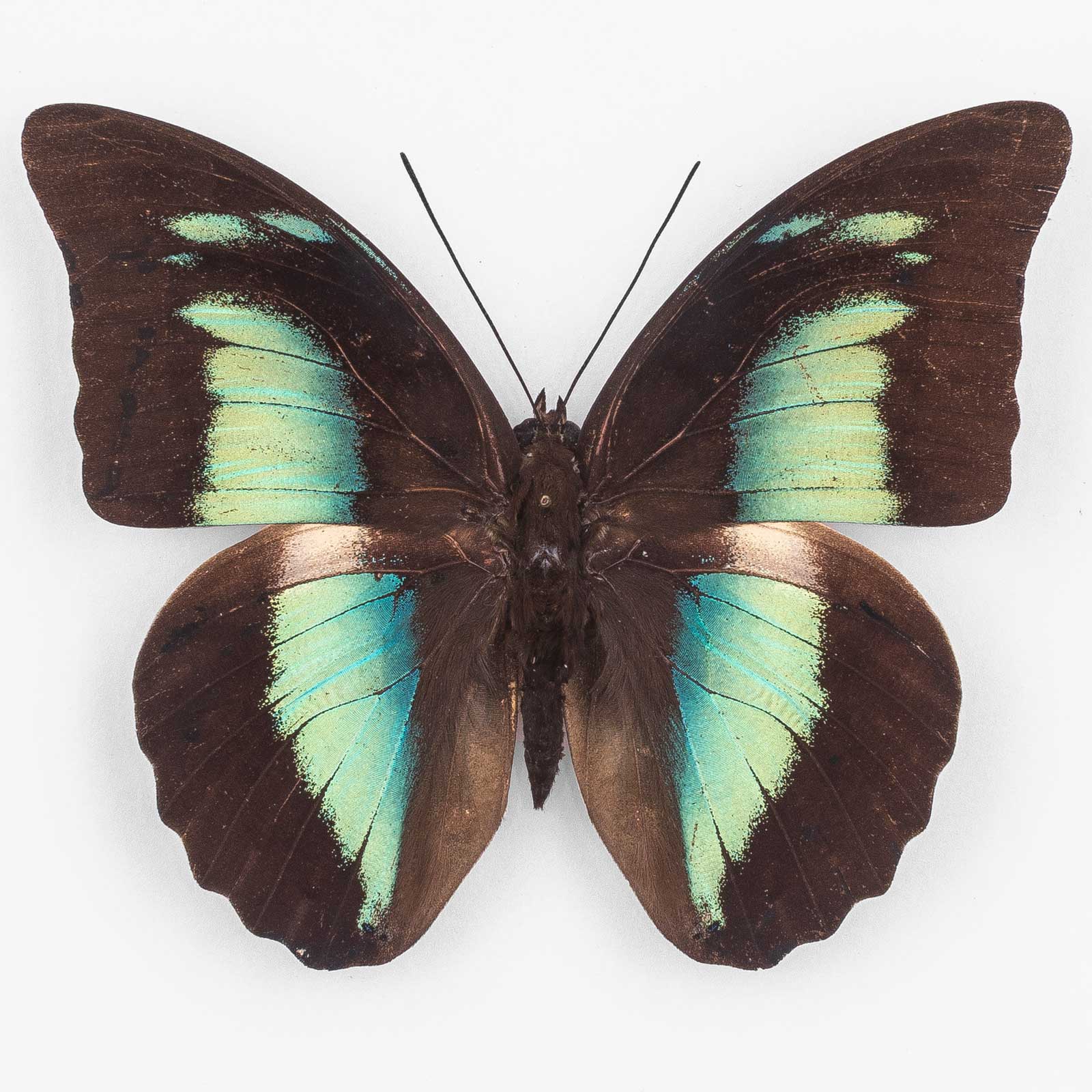 Archaeoprepona Demophoon Antimache ♀ Muzo – メス