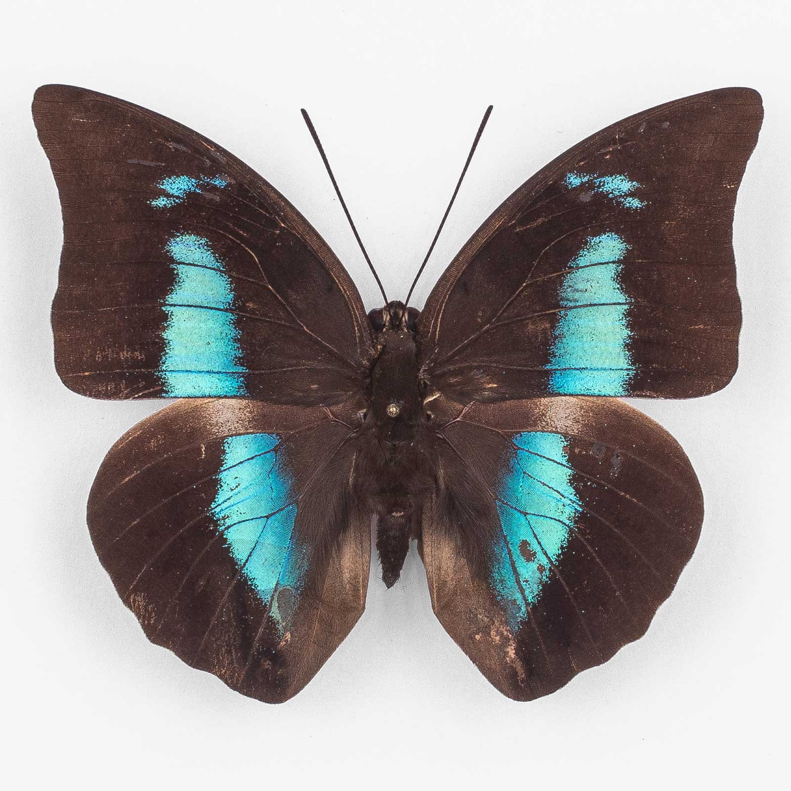 Archaeoprepona Demophoon Extincta ♂ サンタカタリーナ州 – オス