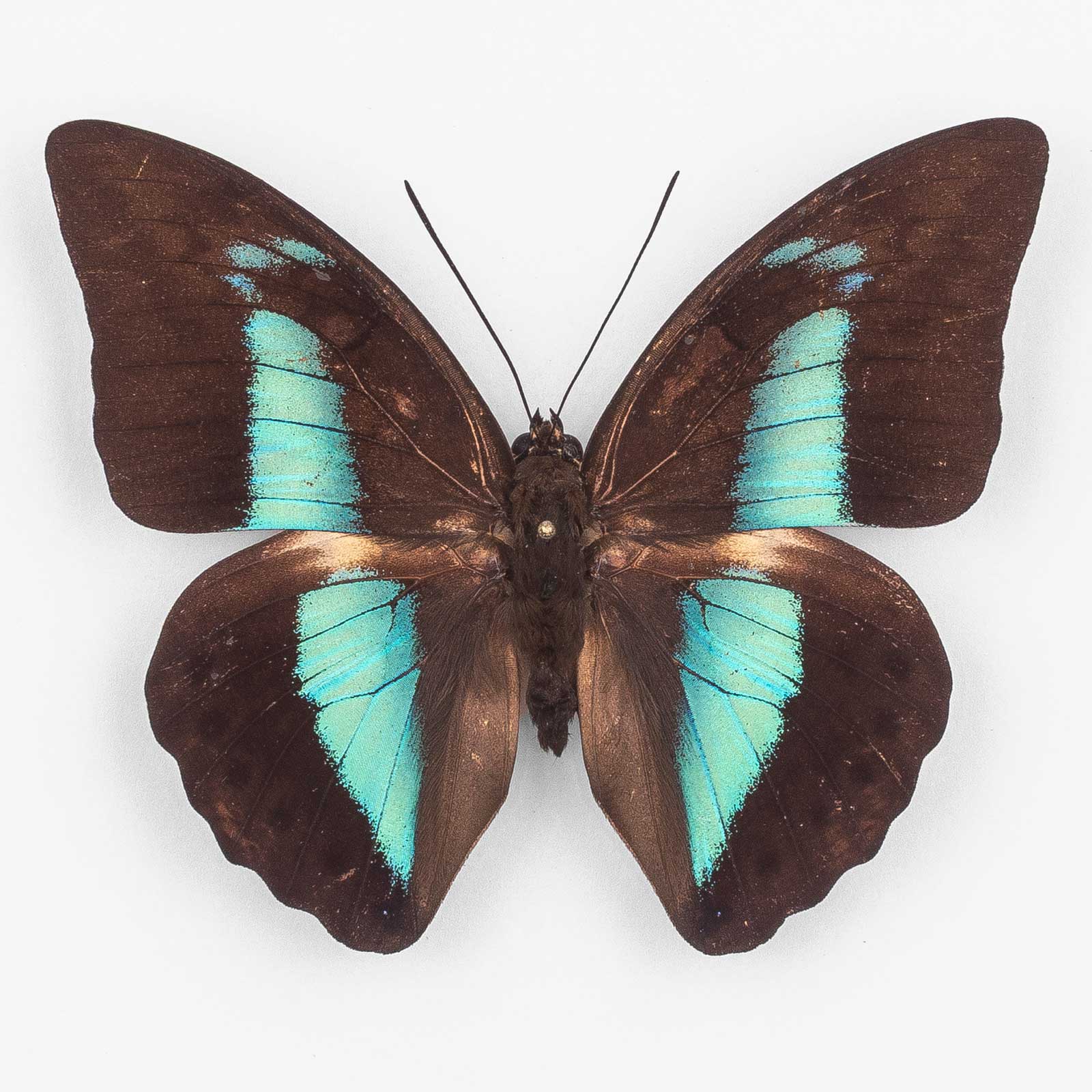 Archaeoprepona Licomedes Scyrus ♂ トカチェ – オス
