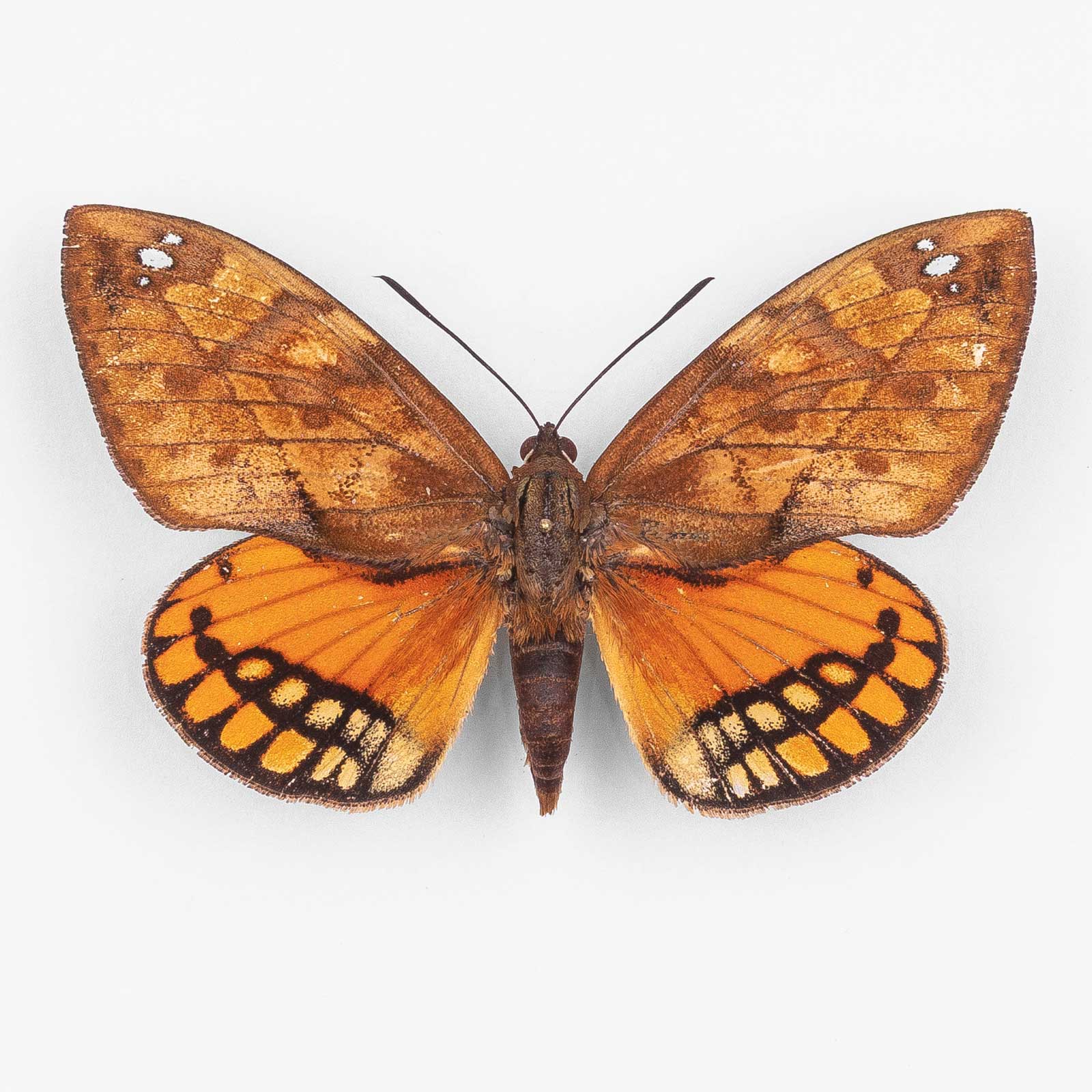 Athis Flavimaculata ♂ Mixcoate – Männchen