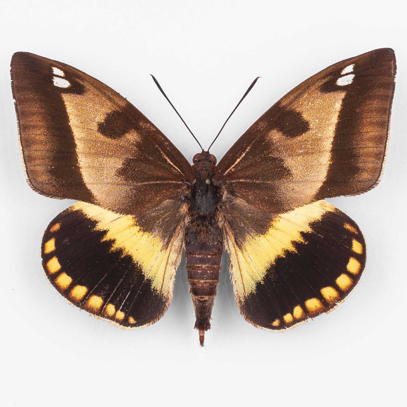 Athis Superba ♀ Tingo Maria – Weibchen