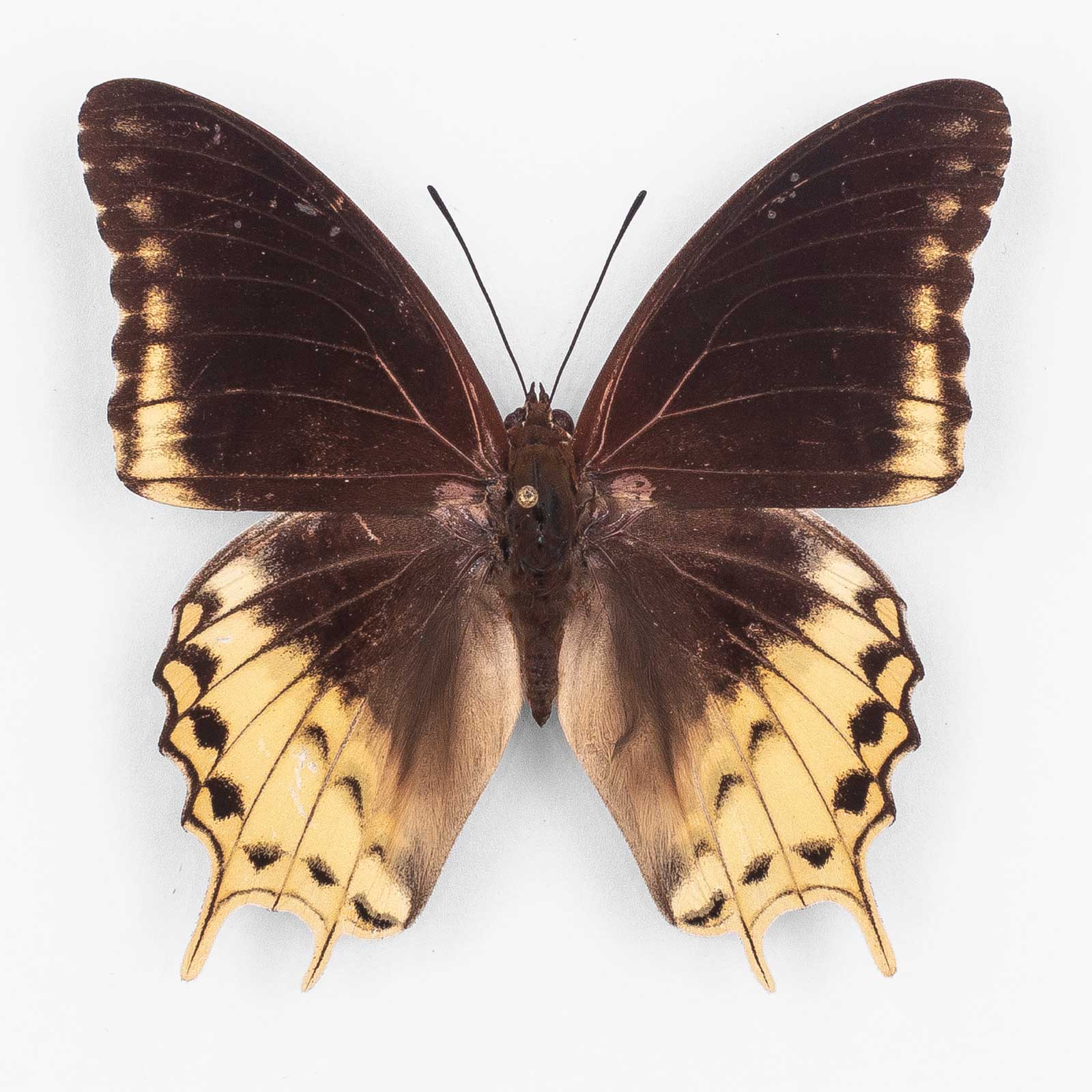Charaxes Orilus ♂ ティモール島 – オス