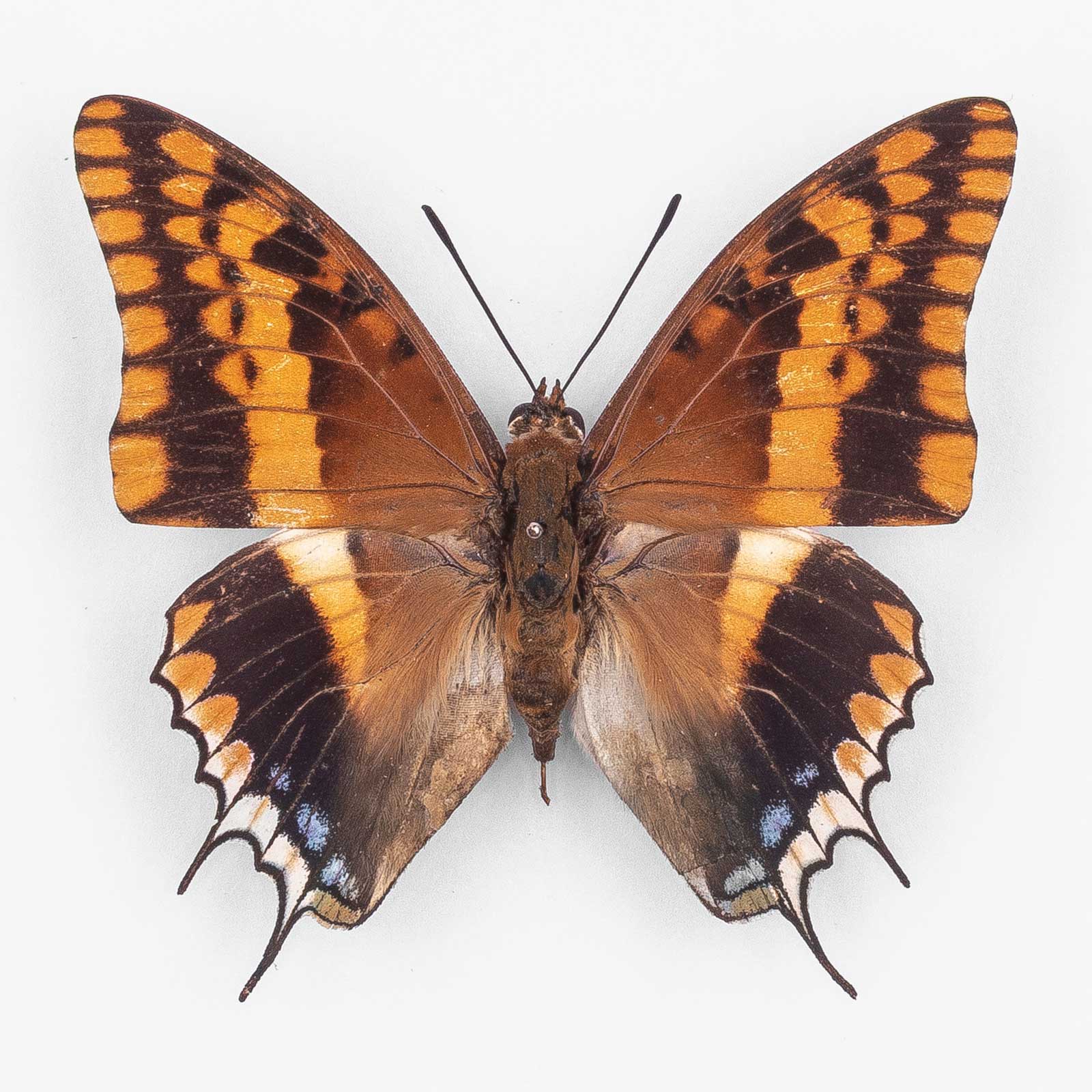 Charaxes Saturnus ♂ ムランジェ – オス