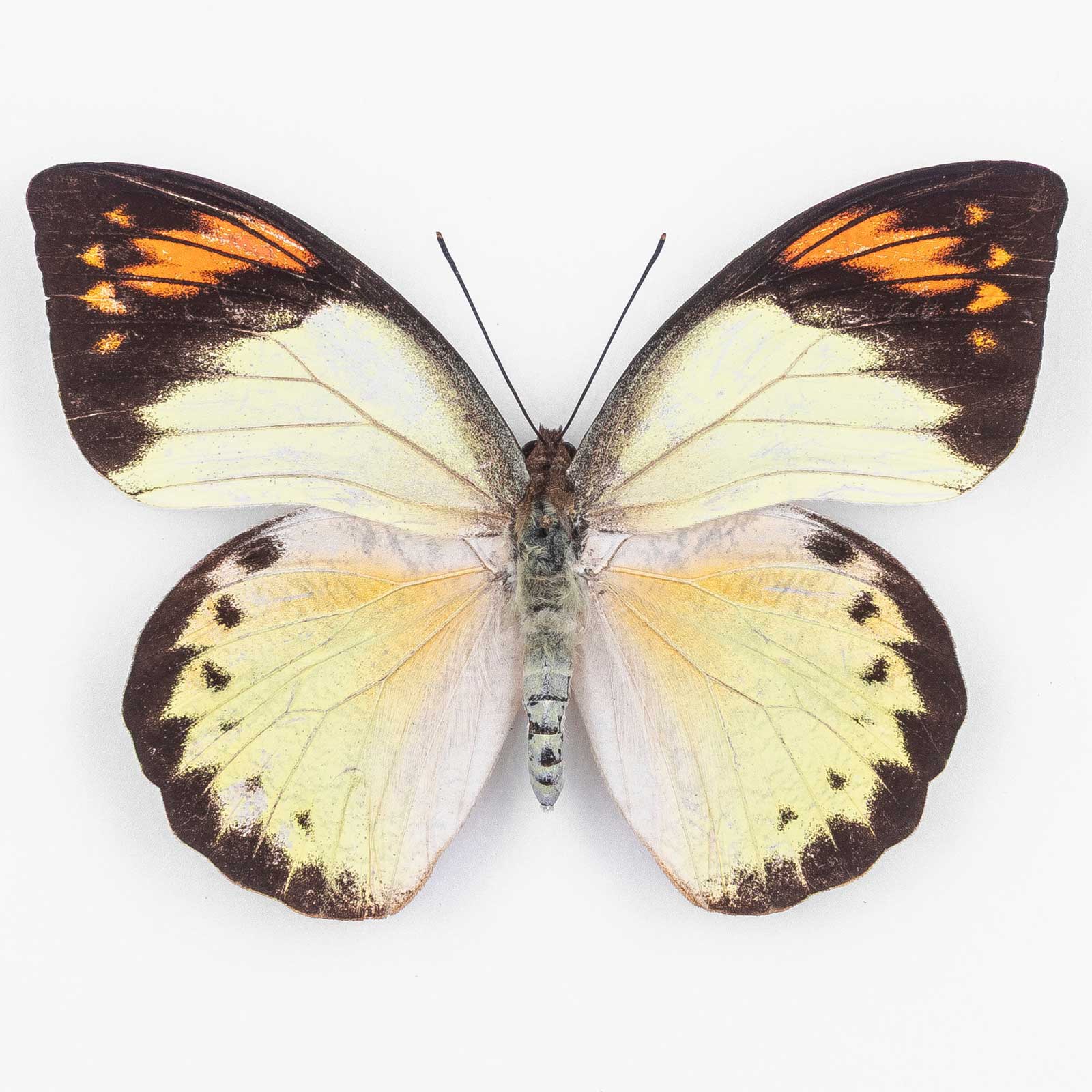 Hebomoia Glaucippe Aurantiaca ♀ Kasiruta Island – Weibchen