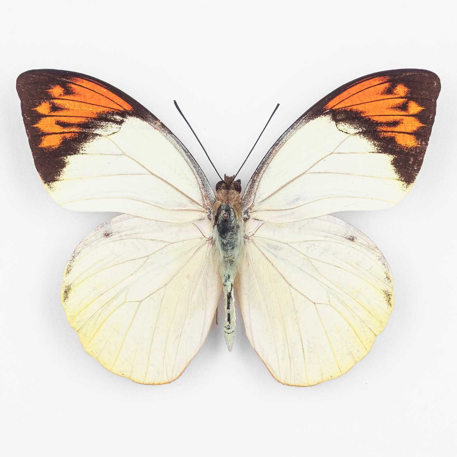 Hebomoia Glaucippe Aurantiaca ♂ Kasiruta Island – Männchen