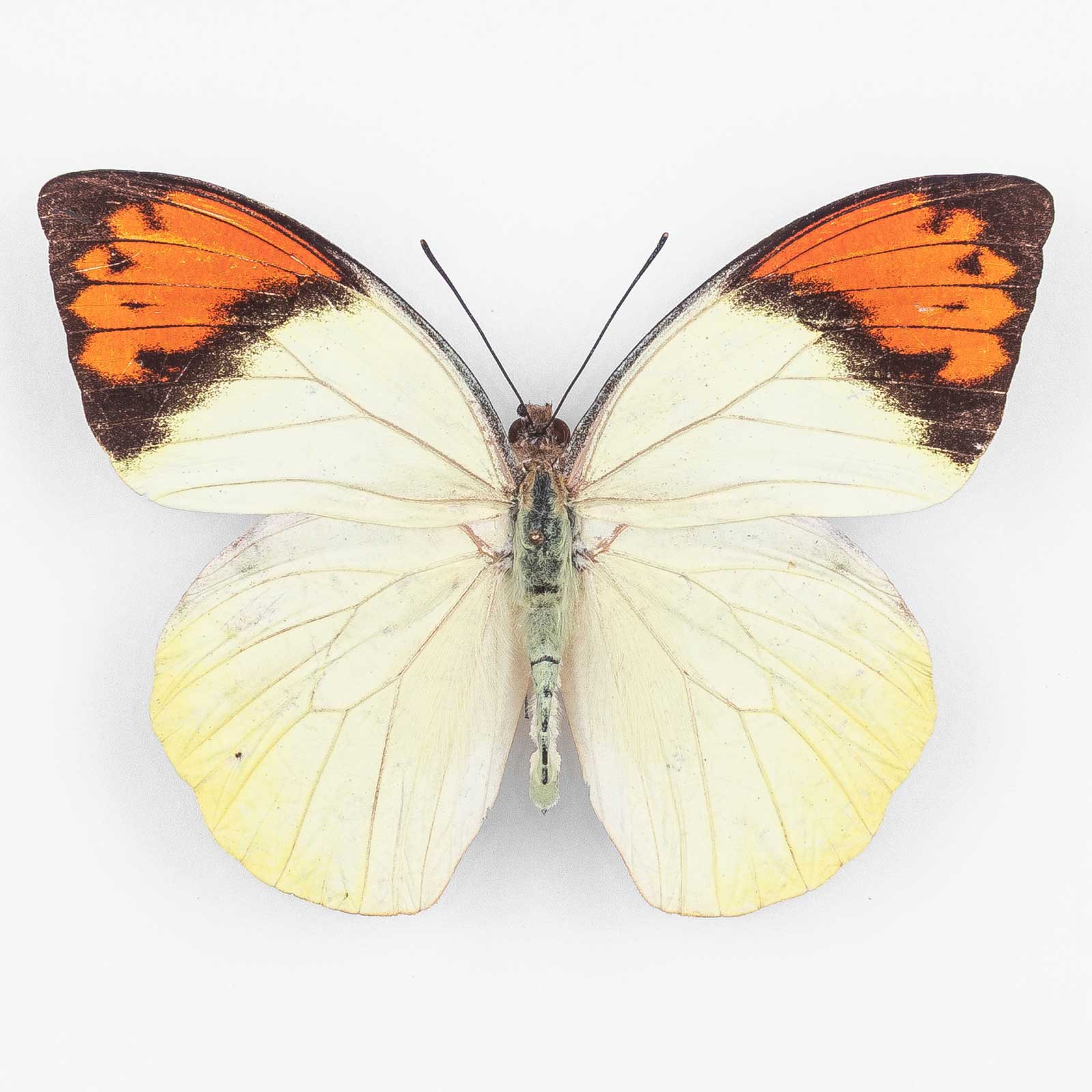 Hebomoia Glaucippe Aurantiaca ♂ Obi Island – Männchen