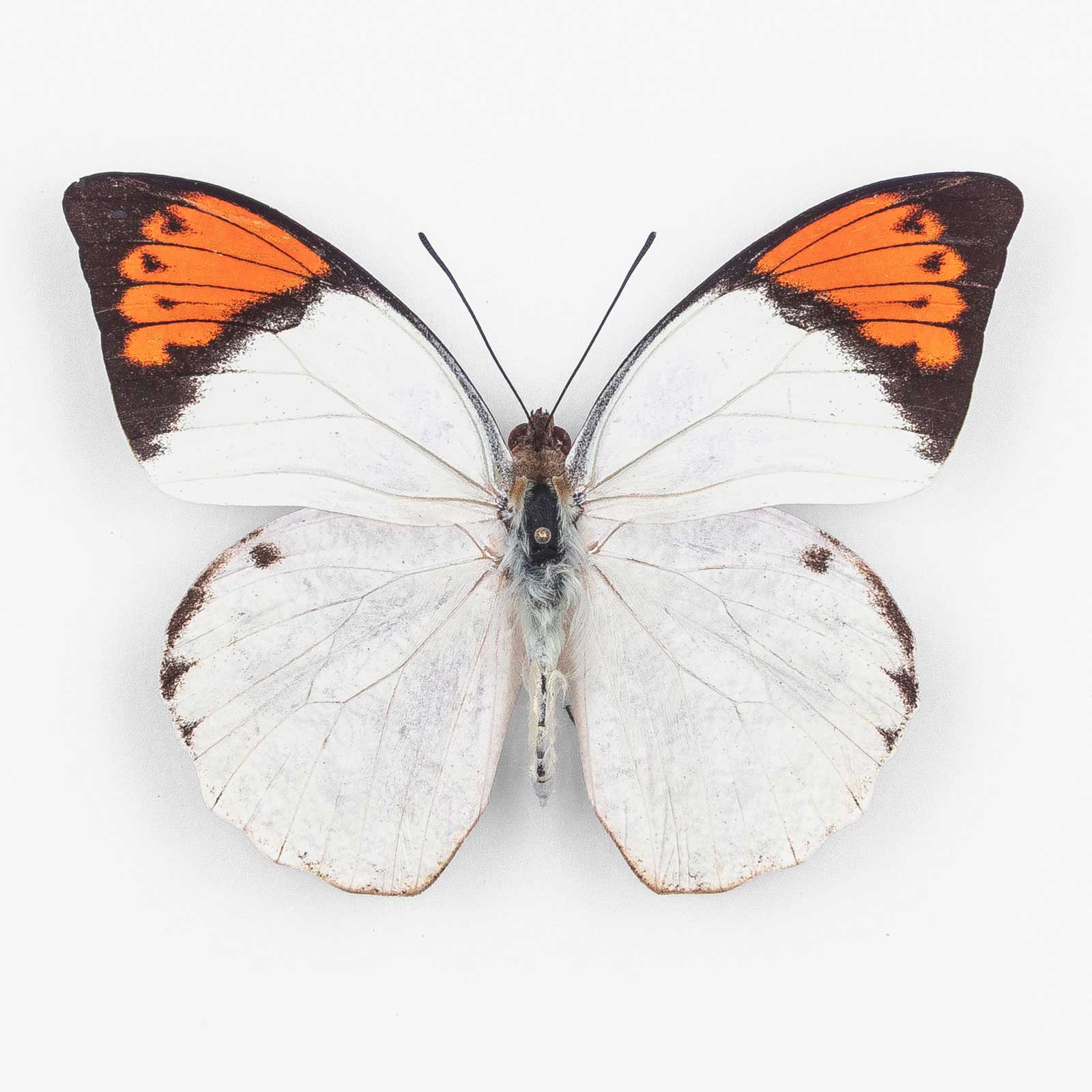 Hebomoia Glaucippe Borneensis ♂ Borneo – Männchen