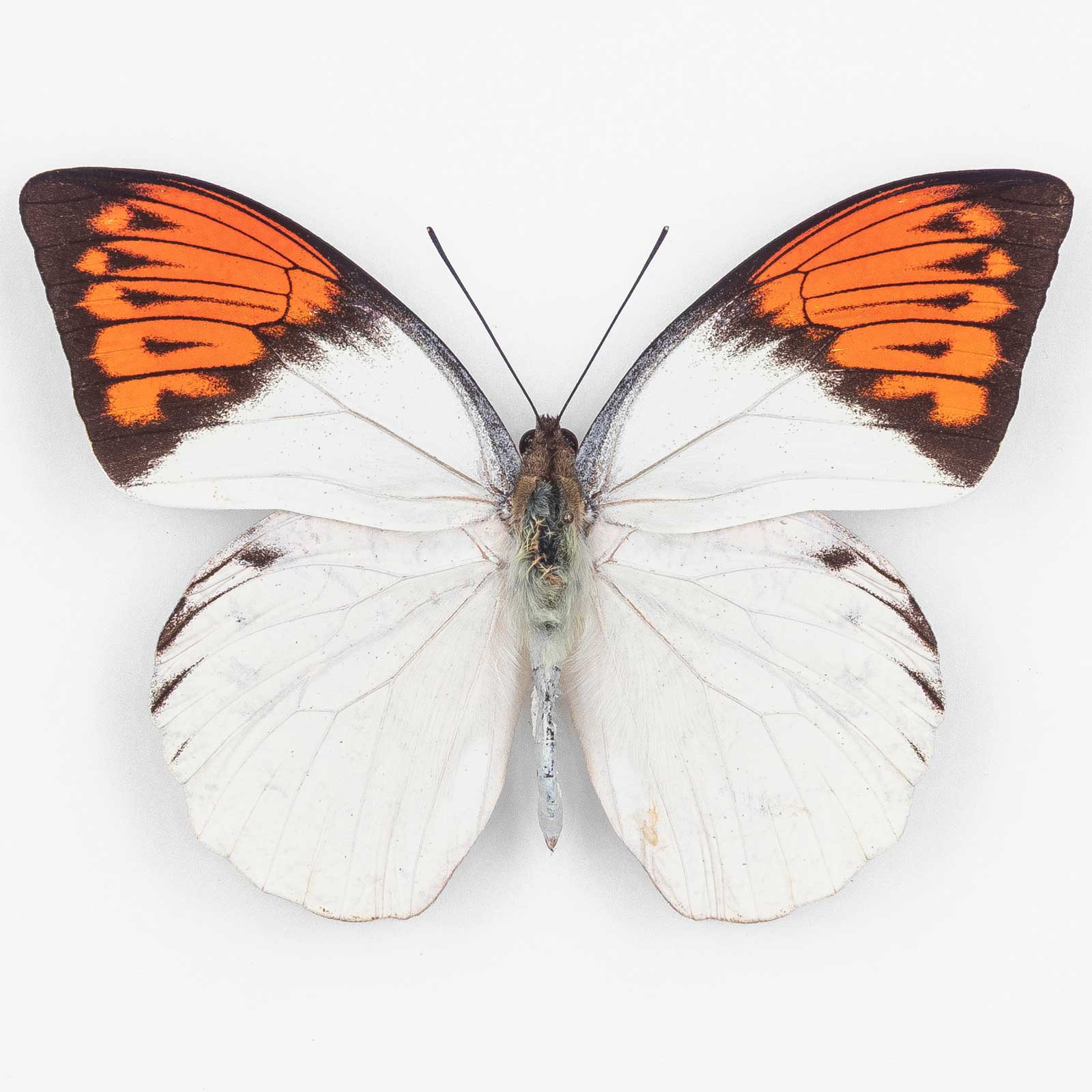 Hebomoia Glaucippe Celebensis ♂ Peleng Island – Männchen 2