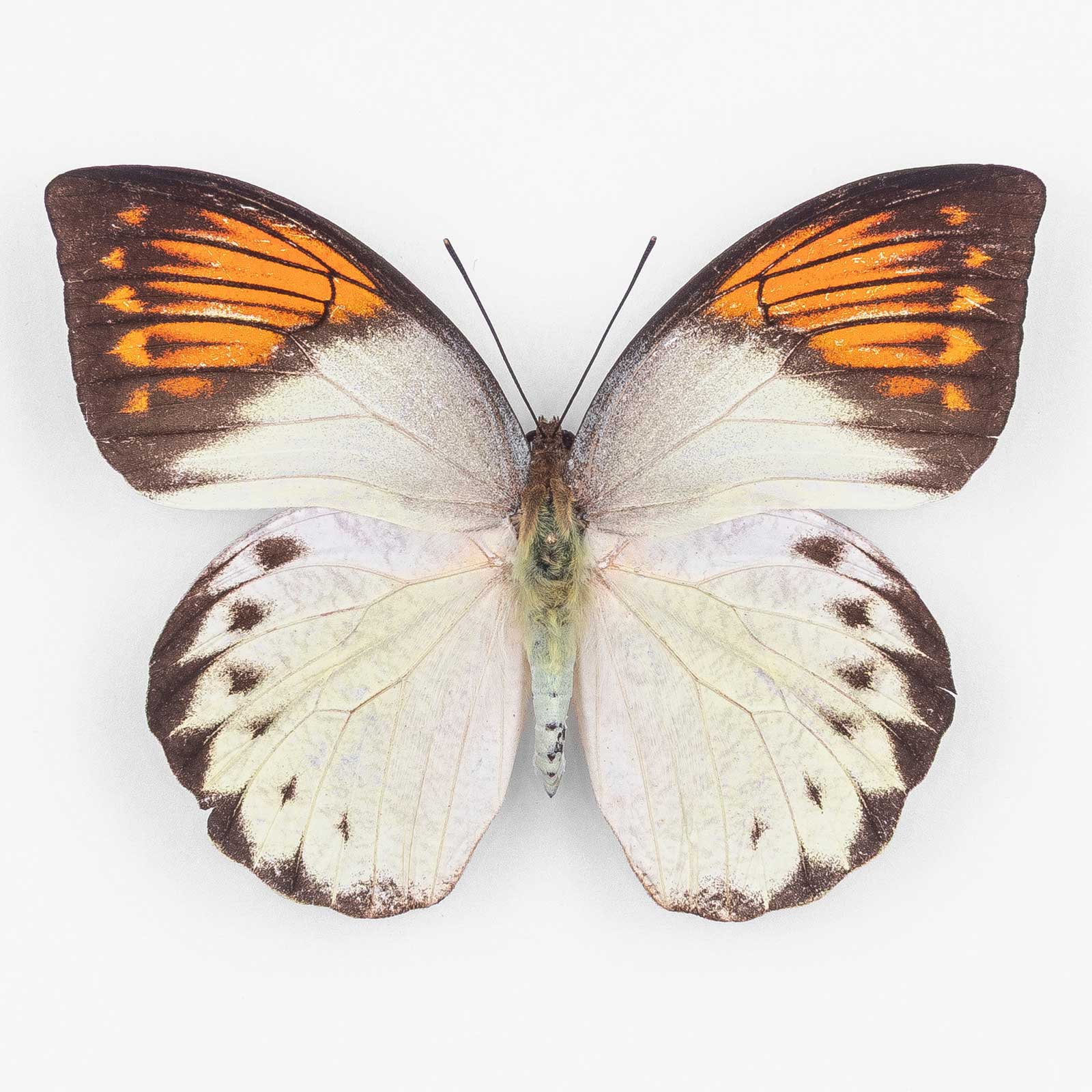 Hebomoia Glaucippe Sulaensis ♀ Taliabu Island – Weibchen