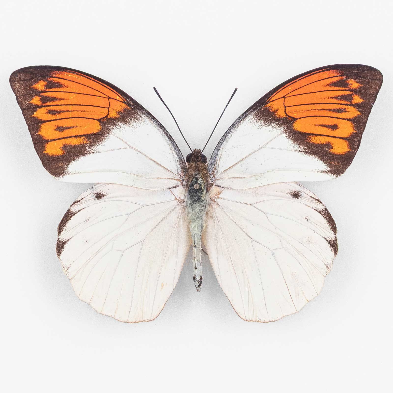 Hebomoia Glaucippe Sulaensis ♂ Sanana Island – Männchen 2