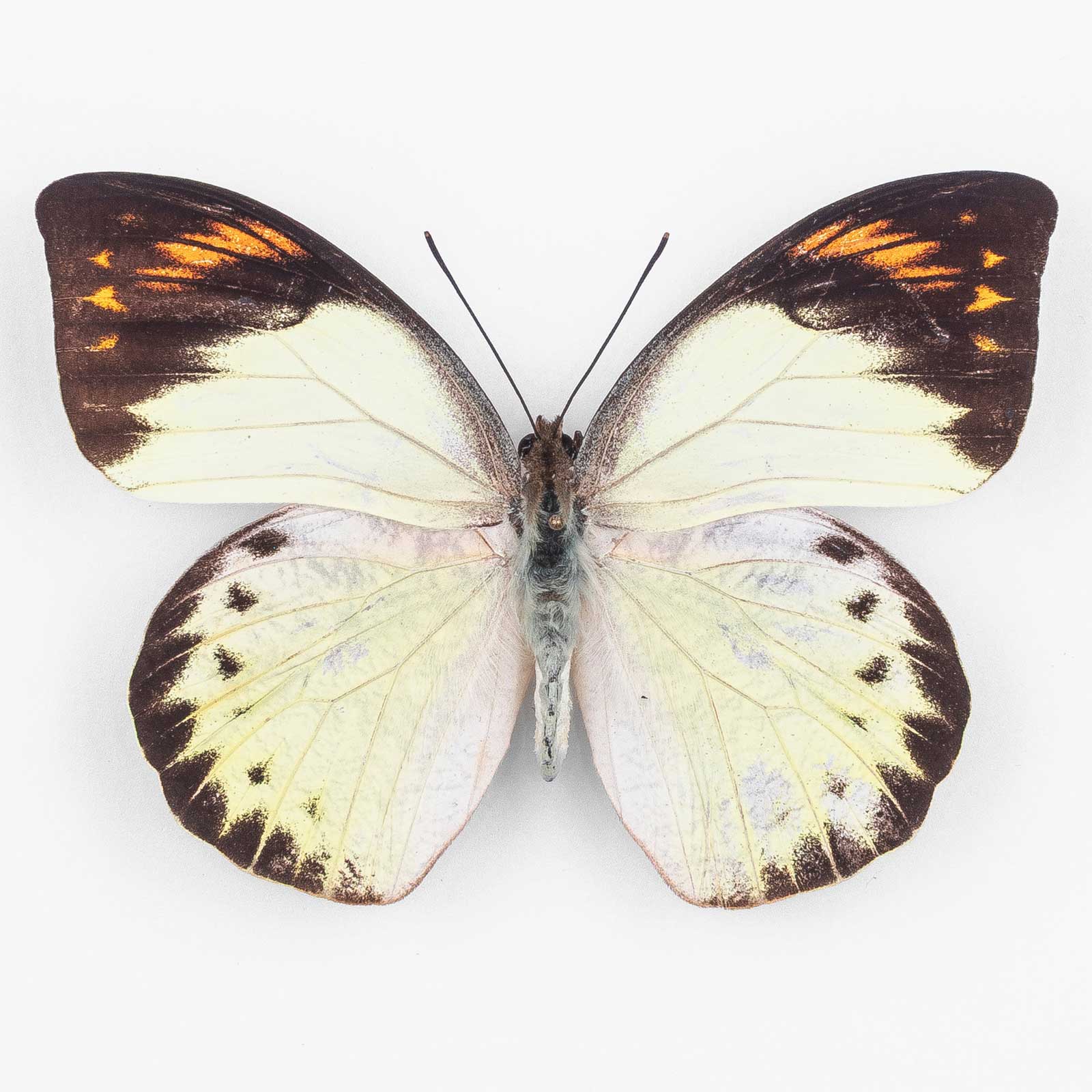 Hebomoia Glaucippe Sulphurea ♀ Bacan Island – Weibchen