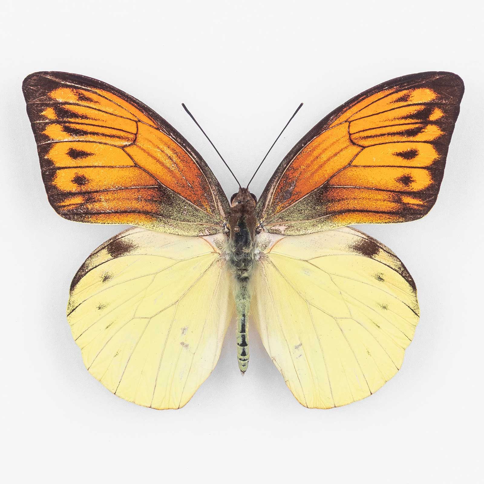 Hebomoia Leucippe Daemonis ♂ Seram Island – Männchen 2