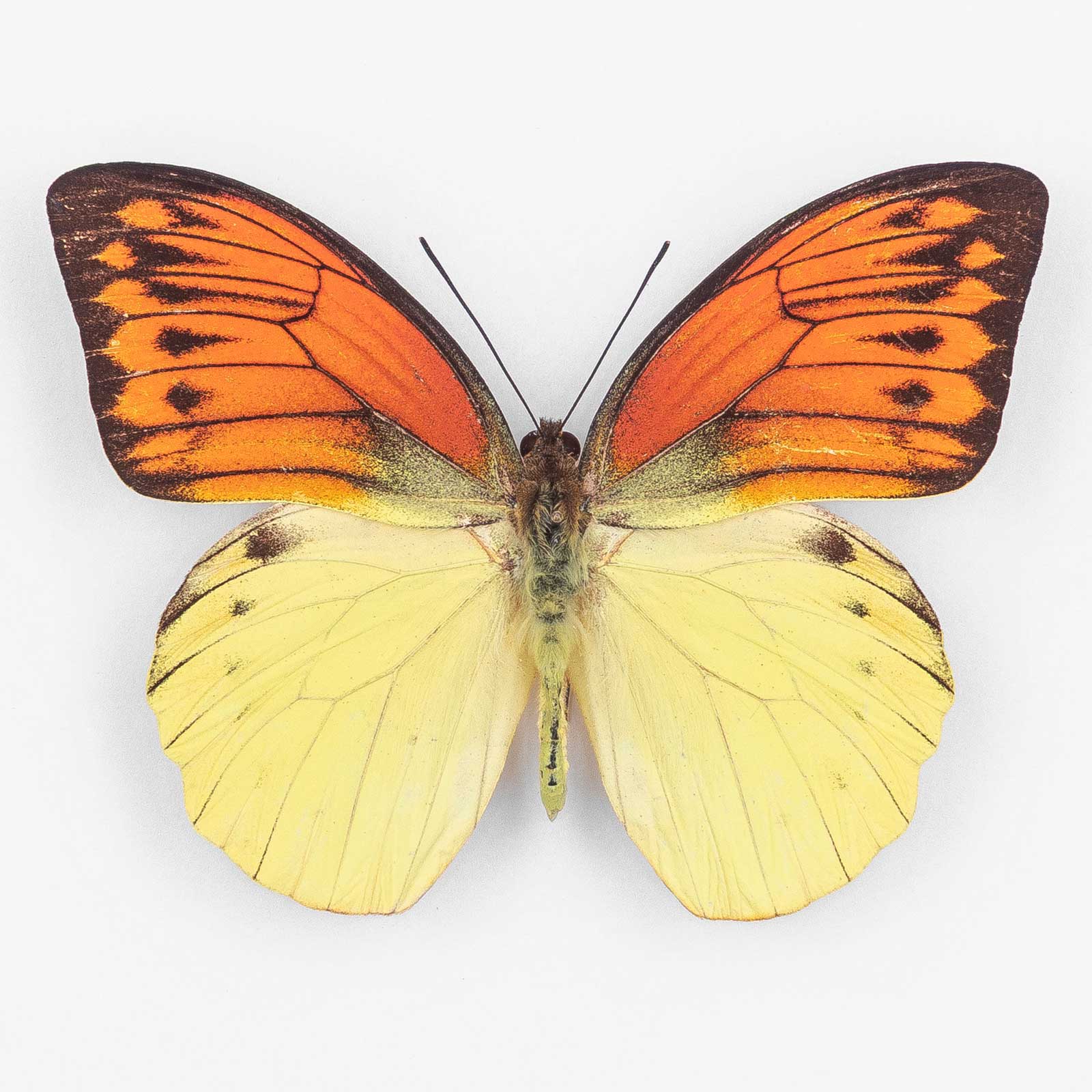 Hebomoia Leucippe Daemonis ♂ Seram Island – Männchen 3