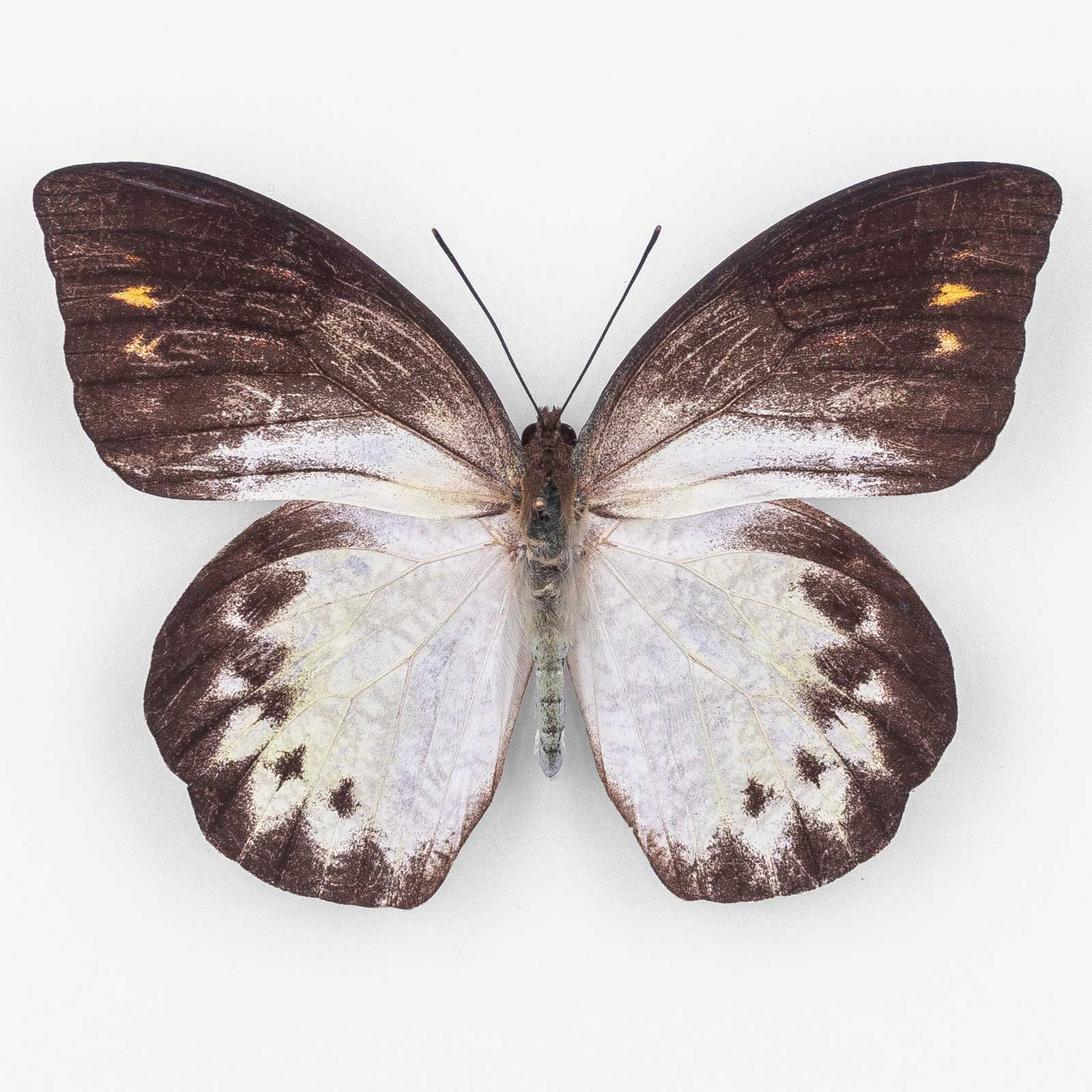 Hebomoia Leucippe Leucogynia ♀ Buru Island – Weibchen
