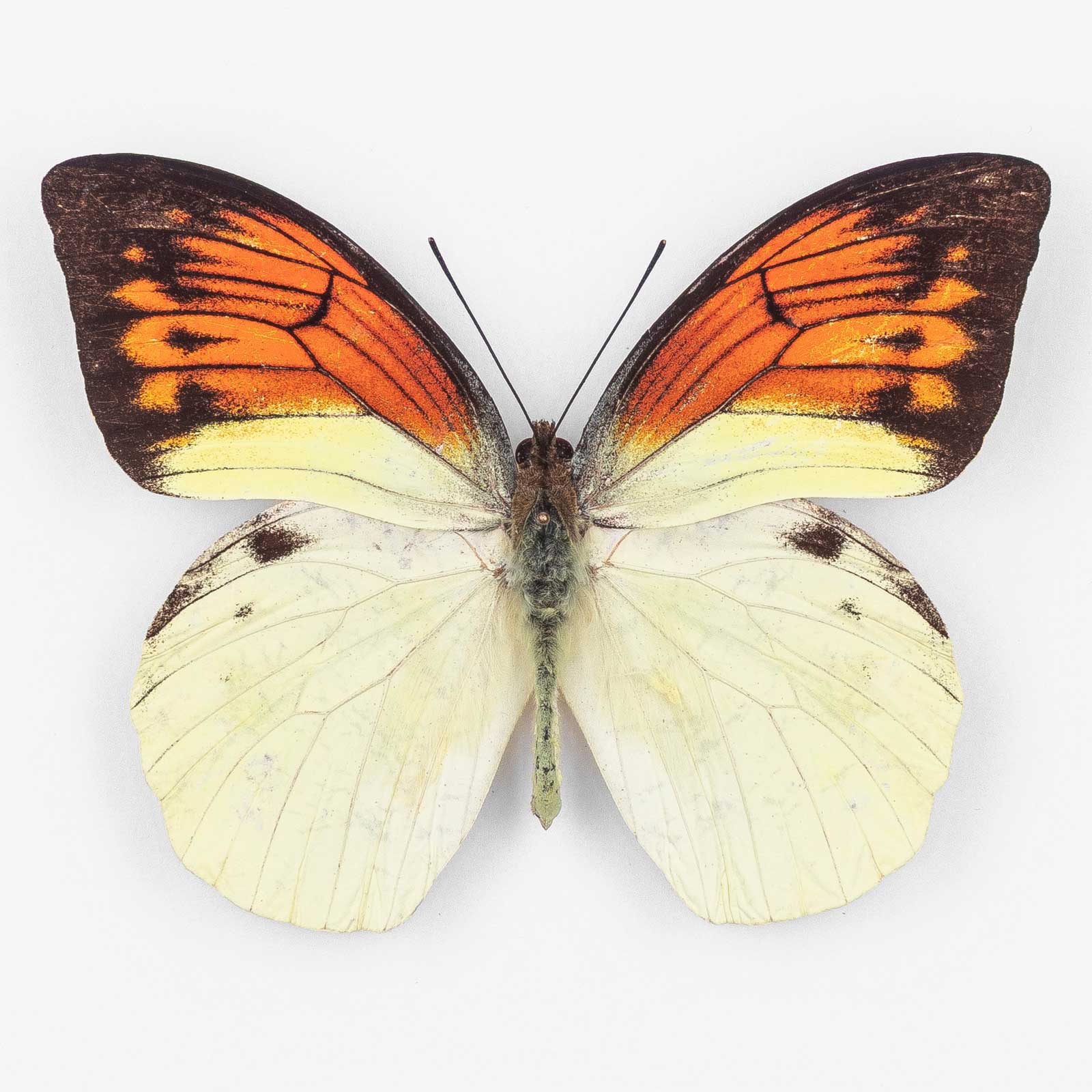 Hebomoia Leucippe Leucogynia ♂ Buru Island – Männchen 2