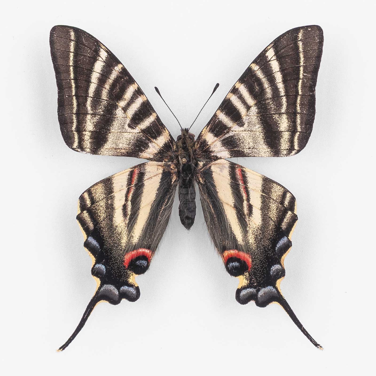 Iphiclides Podalirinus ♂ ミャンマー – オス 2