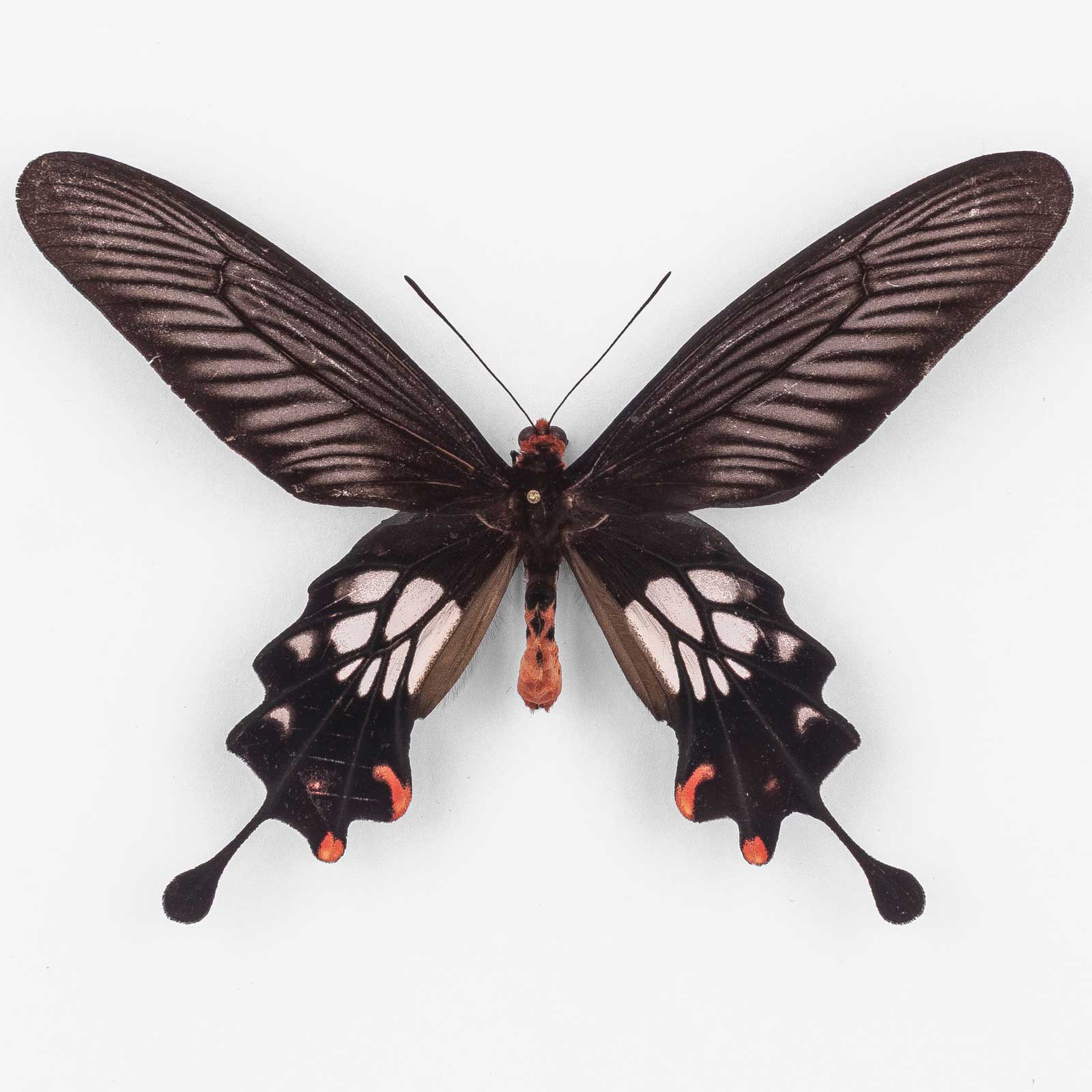 Losaria D. Doubledayi ♂ Cameron Highlands – Mâle