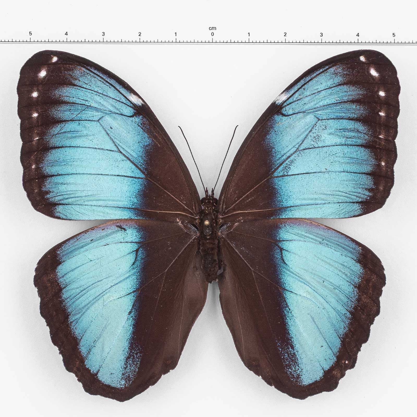 Morpho Helenor Papirius ♂ Satipo - Männchen – Bild 3