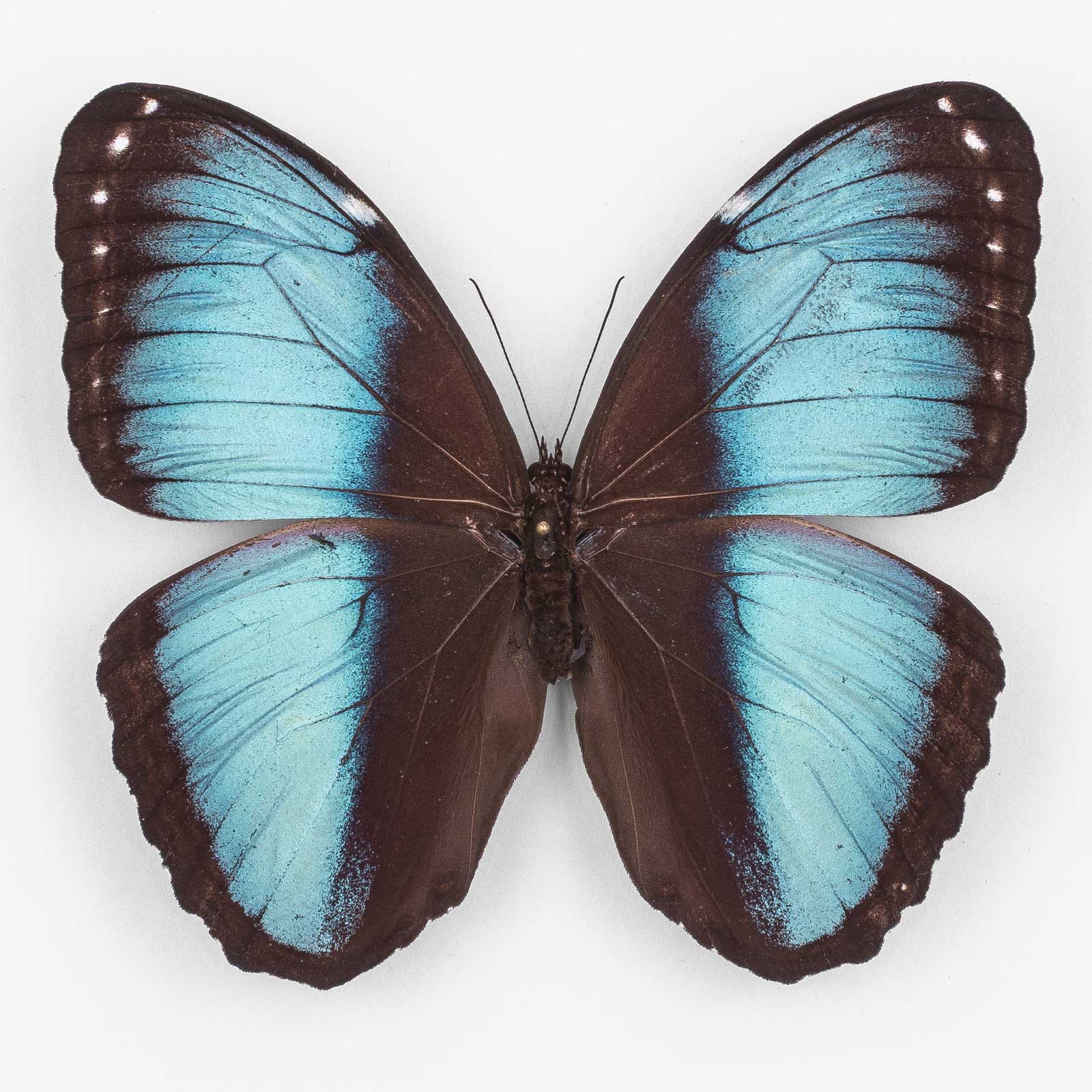 Morpho Helenor Papirius ♂ Satipo – オス