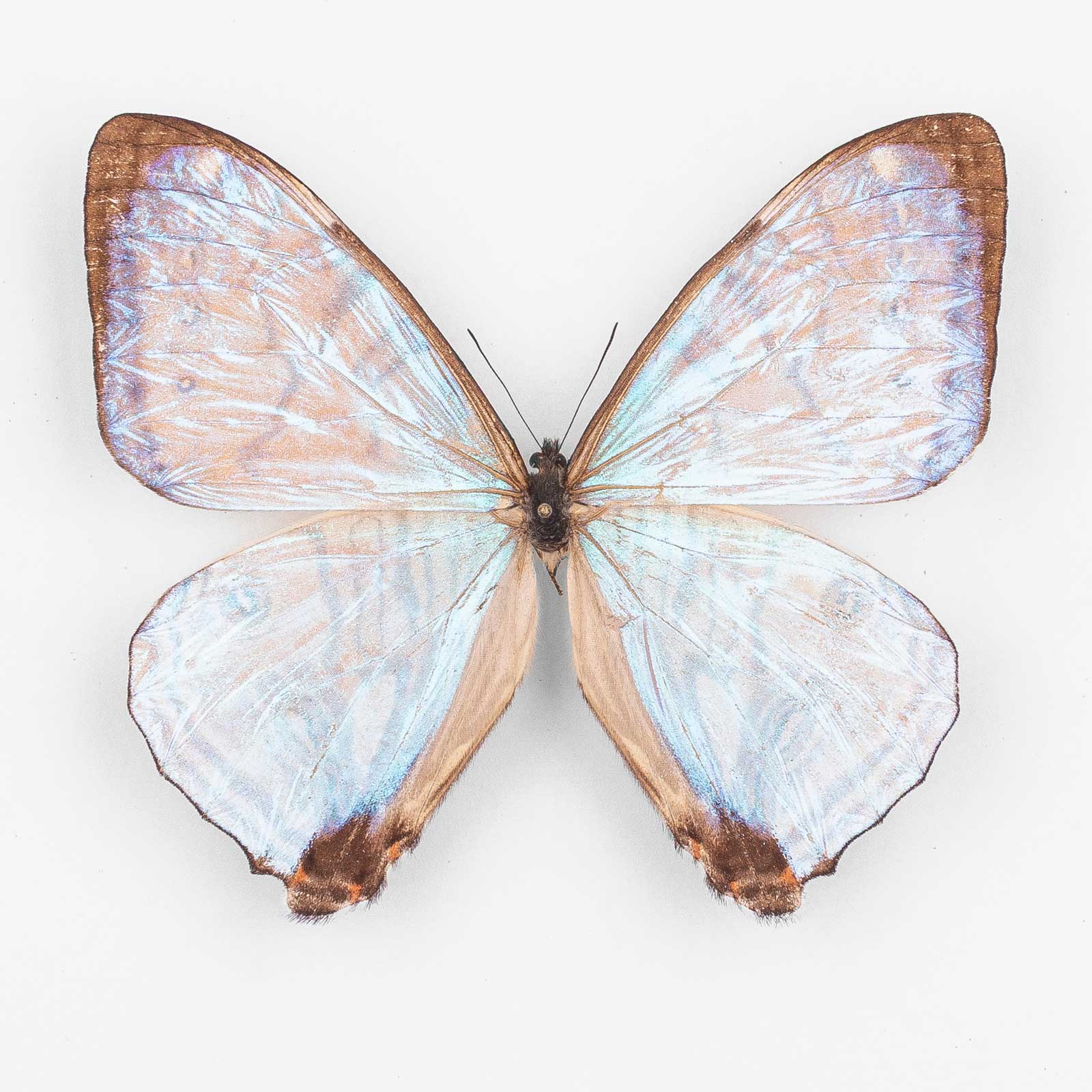 Morpho Sulkowskyi Stoffeli ♂ Pasco – オス