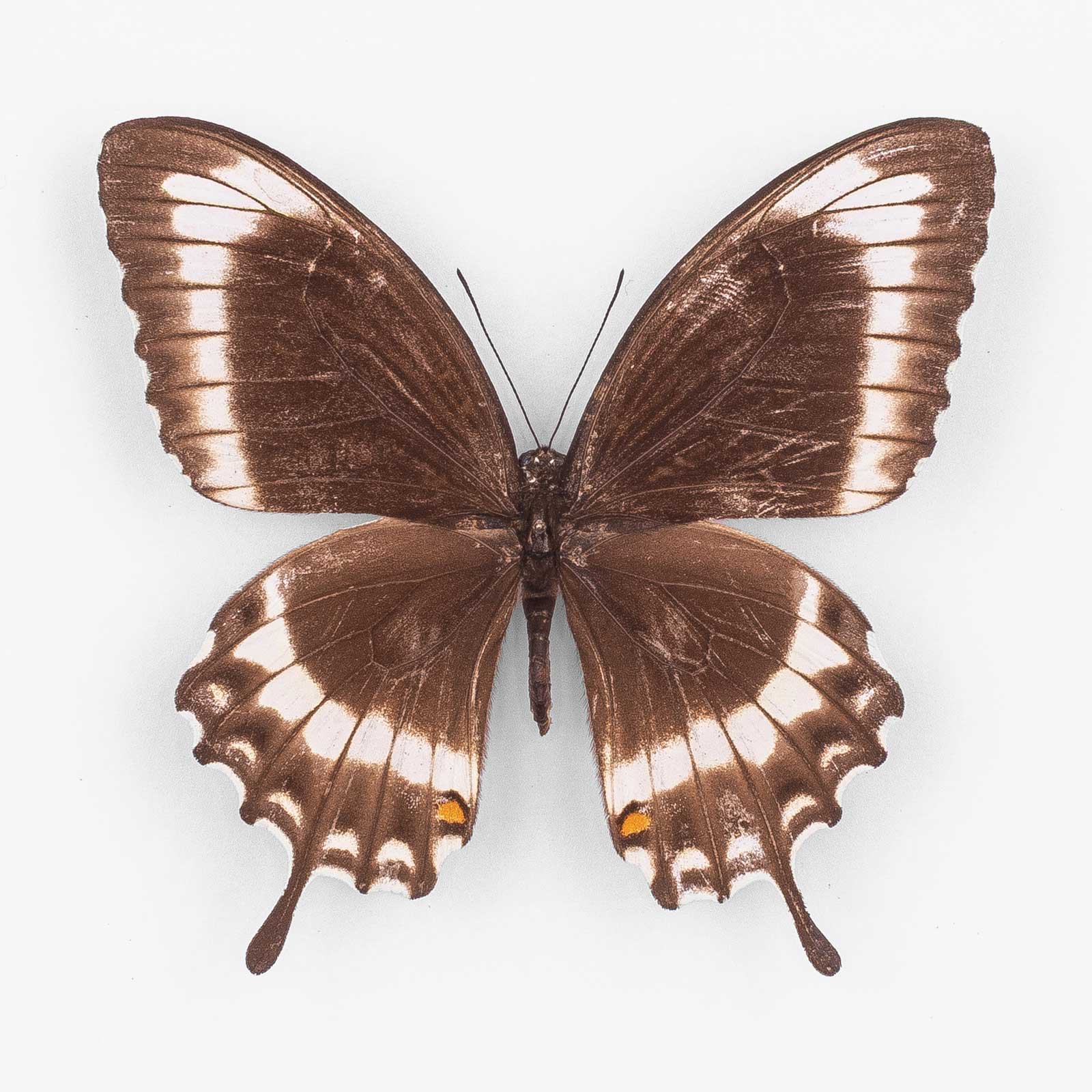 Papilio Canopus Canopinus ♀ モア島 – メス