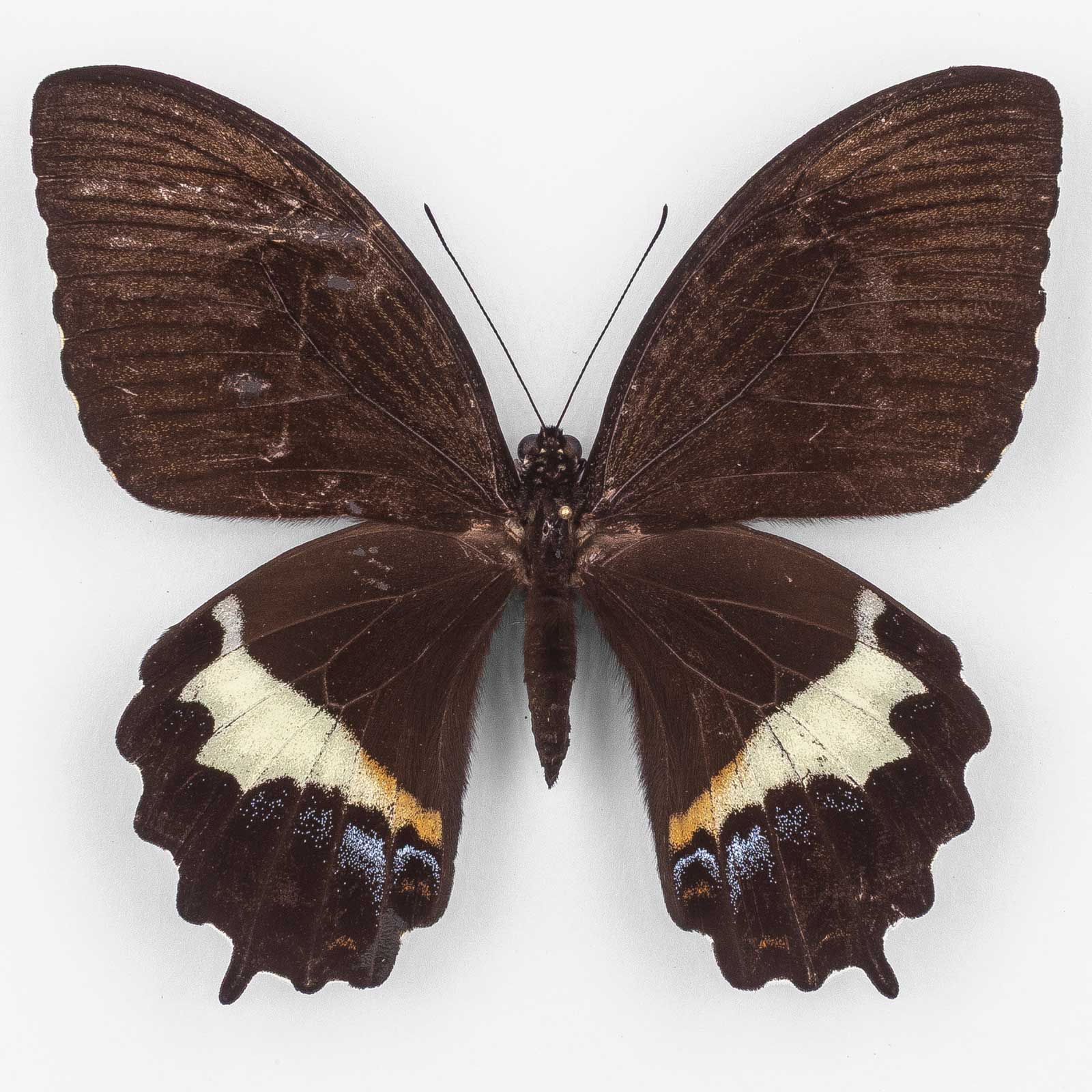 Papilio Heringi ♀ ハルマヘラ – 雌 2