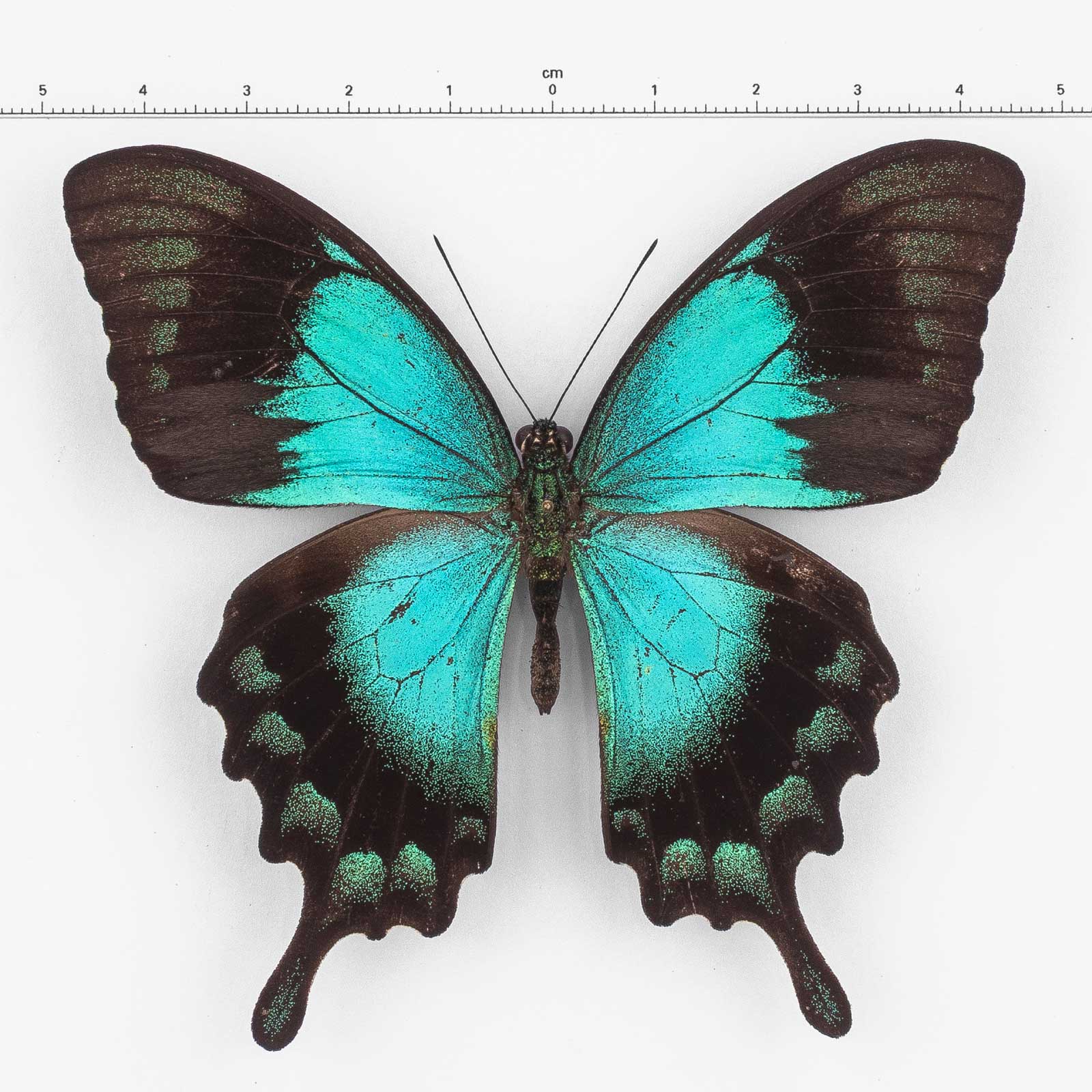 Papilio L. Lorquinianus ♂ Halmahera – Männchen