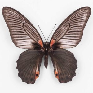 Papilio Memnon Agenor f. Butlerianus ♀ キャメロン・ハイランズ - メス 1