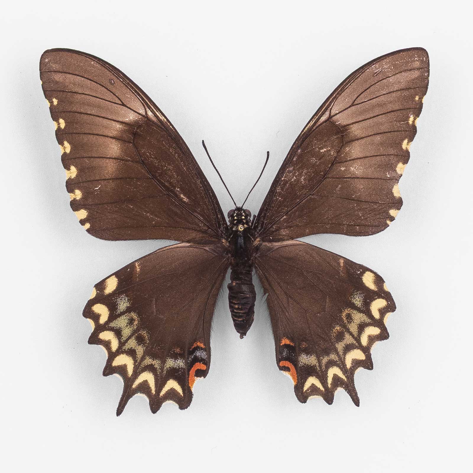 Papilio P. Pallas ♀ メキシコ – 雌
